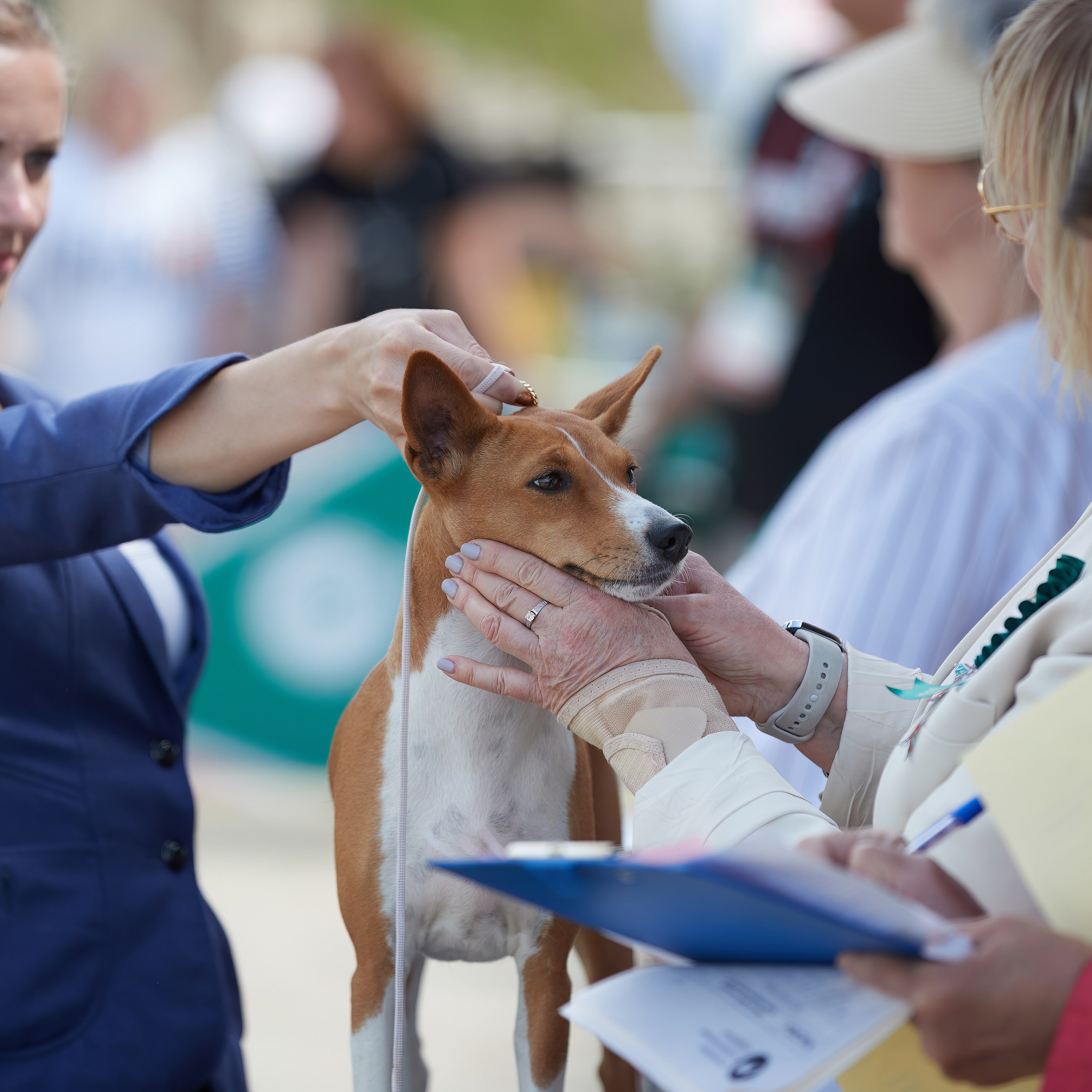 «Россия. Кубок РКФ 2024» и «Россия. Кубок Москвы 2024». ФОТОГРАФ-АНИМАЛИСТ l LANA POLYAKOVA