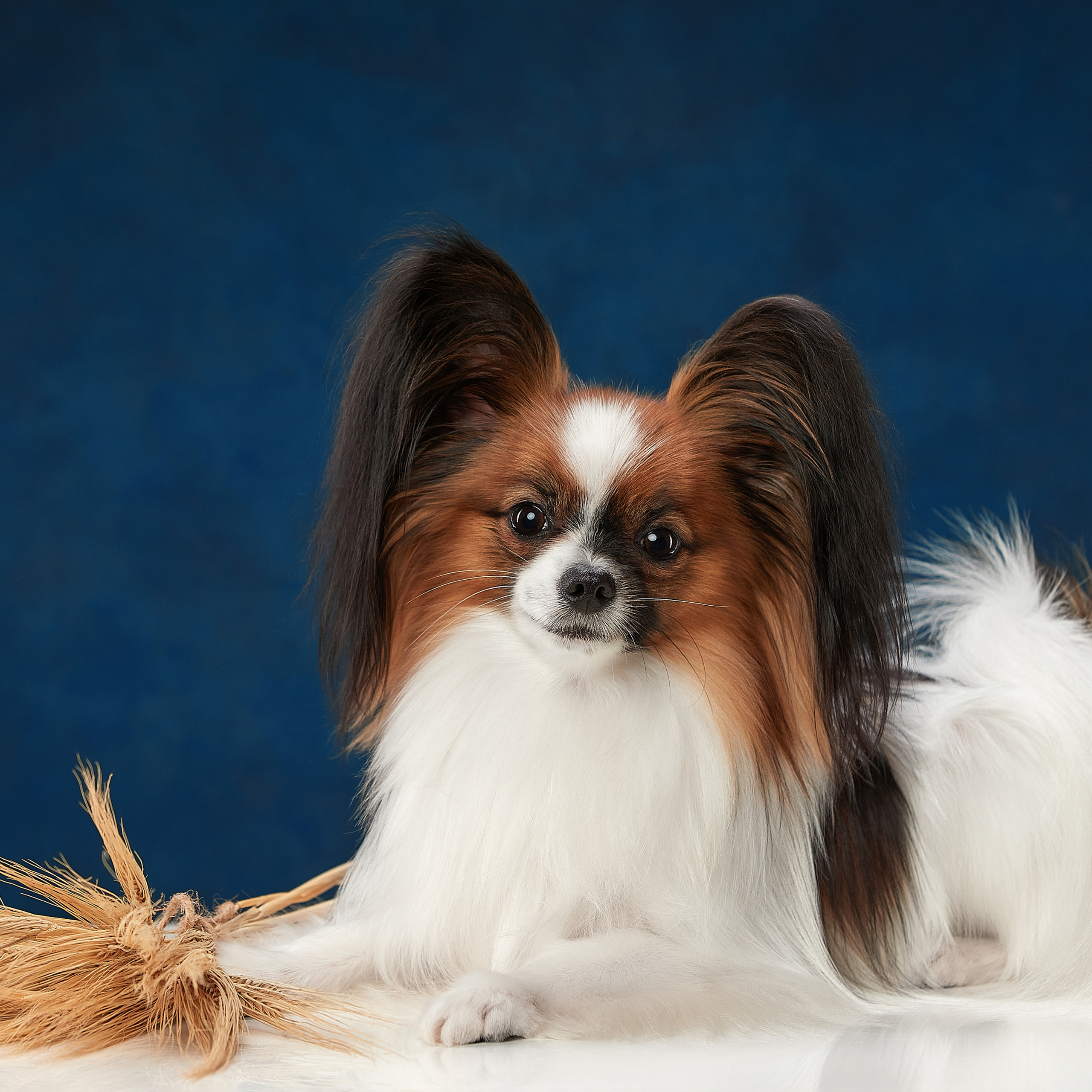 Без лишних слов. Семён. ФОТОГРАФ-АНИМАЛИСТ l LANA POLYAKOVA