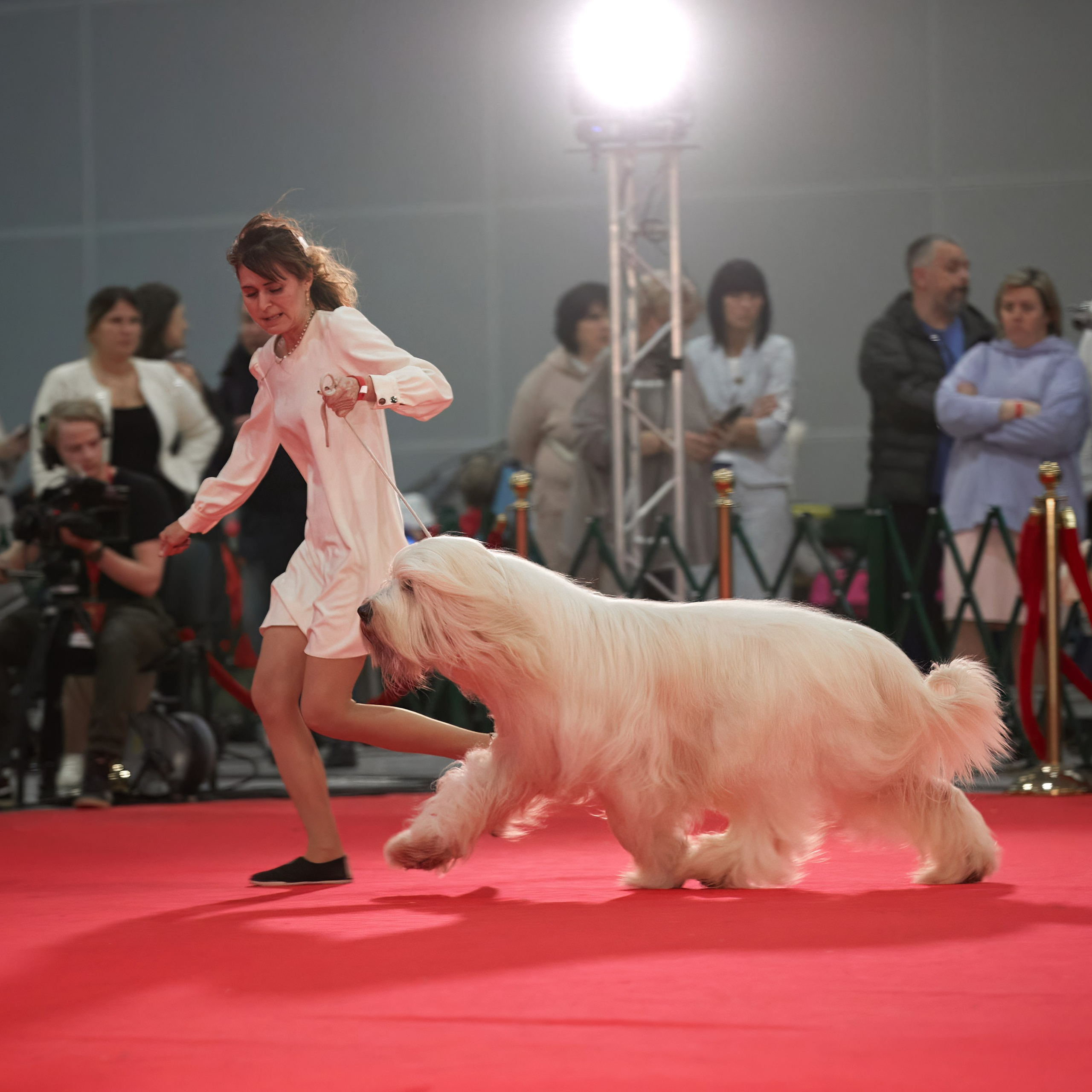 Новое шоу чемпионов «ЛУЧШИЕ СОБАКИ РОССИИ». ФОТОГРАФ-АНИМАЛИСТ l LANA POLYAKOVA