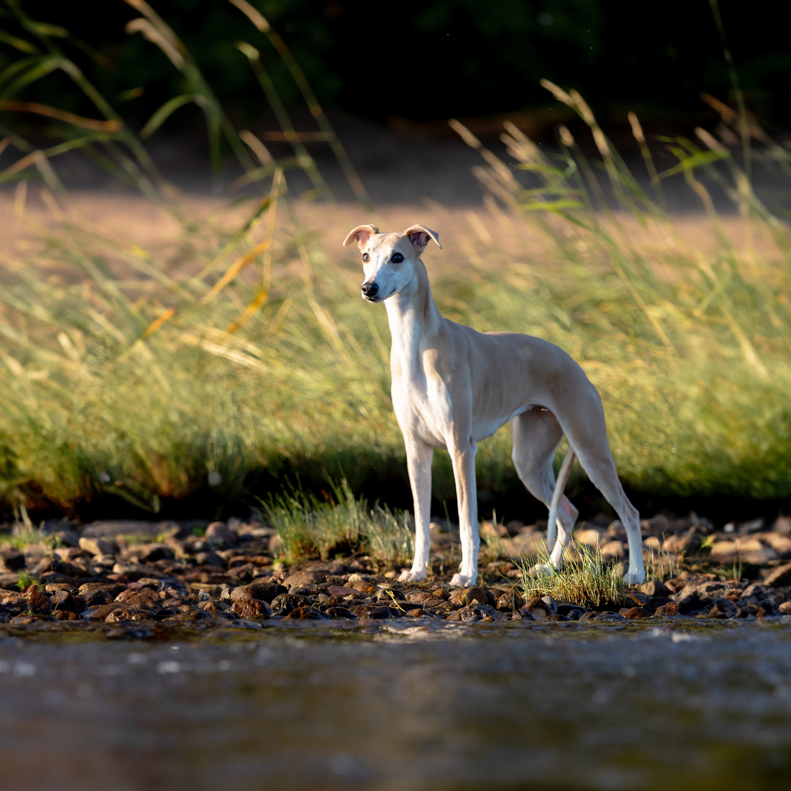 WORK-SHOP 16.07.23 завершён. ФОТОГРАФ-АНИМАЛИСТ l LANA POLYAKOVA