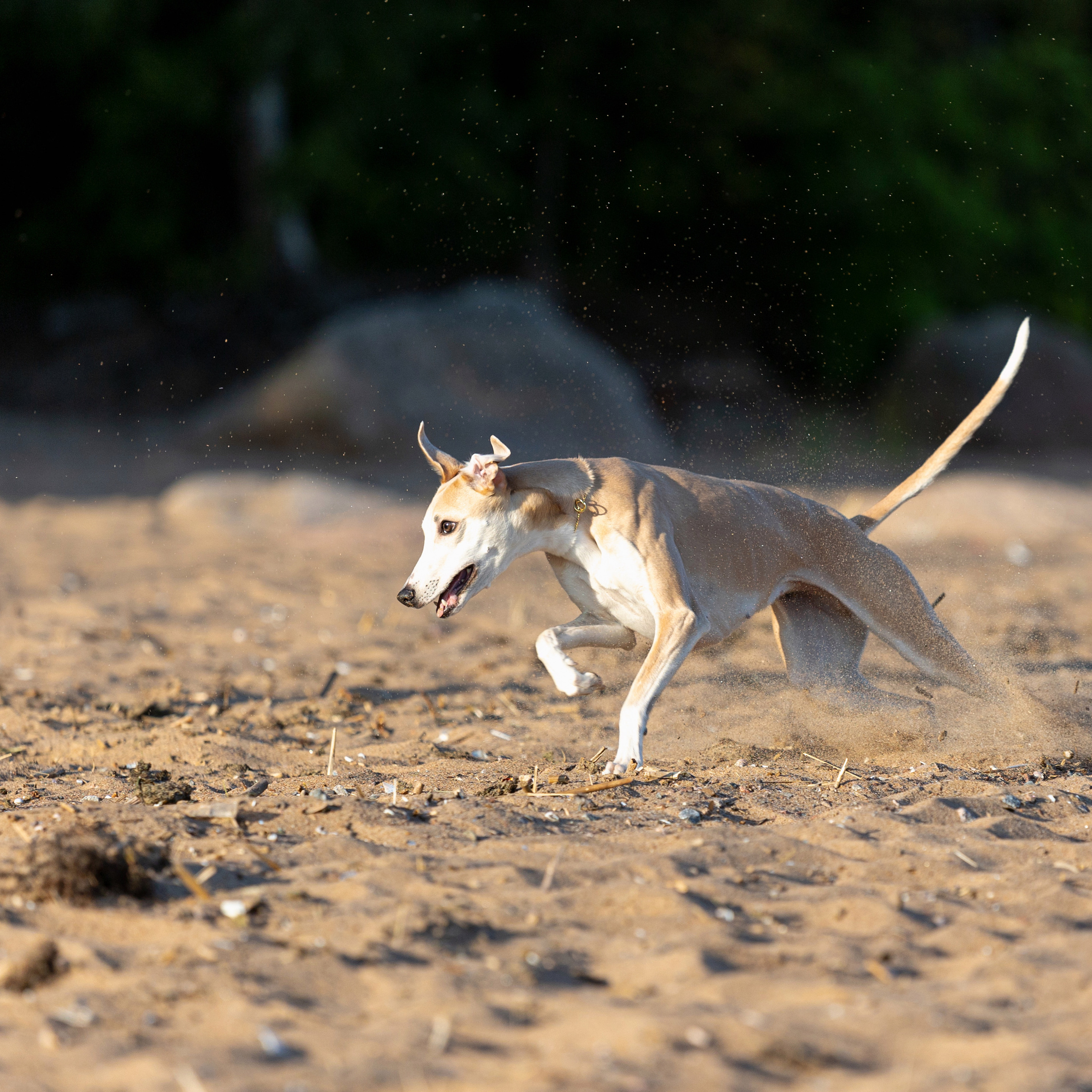 WORK-SHOP 16.07.23 завершён. ФОТОГРАФ-АНИМАЛИСТ l LANA POLYAKOVA
