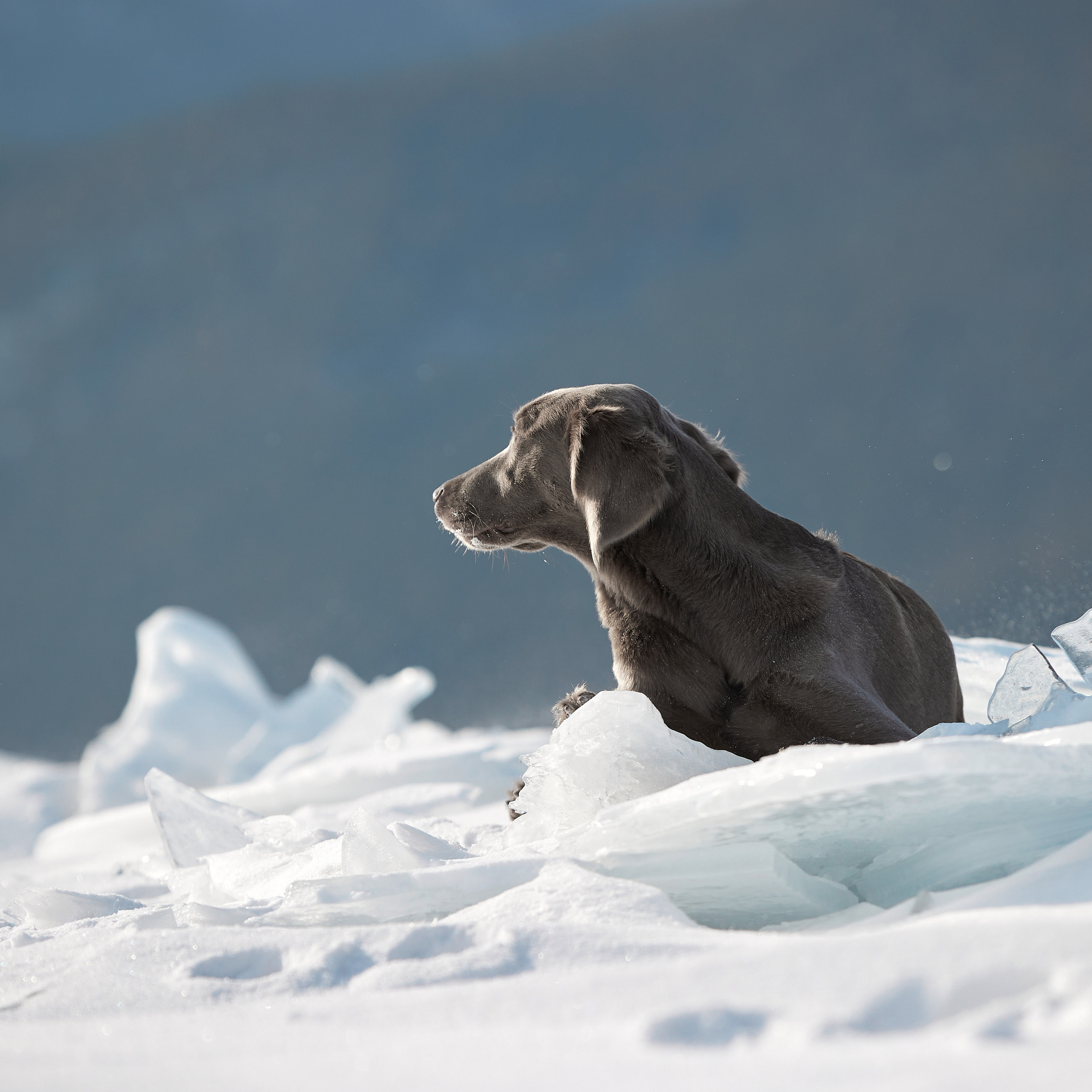 Зимний Workshop и фотосъемки на Байкале. ФОТОГРАФ-АНИМАЛИСТ l LANA POLYAKOVA