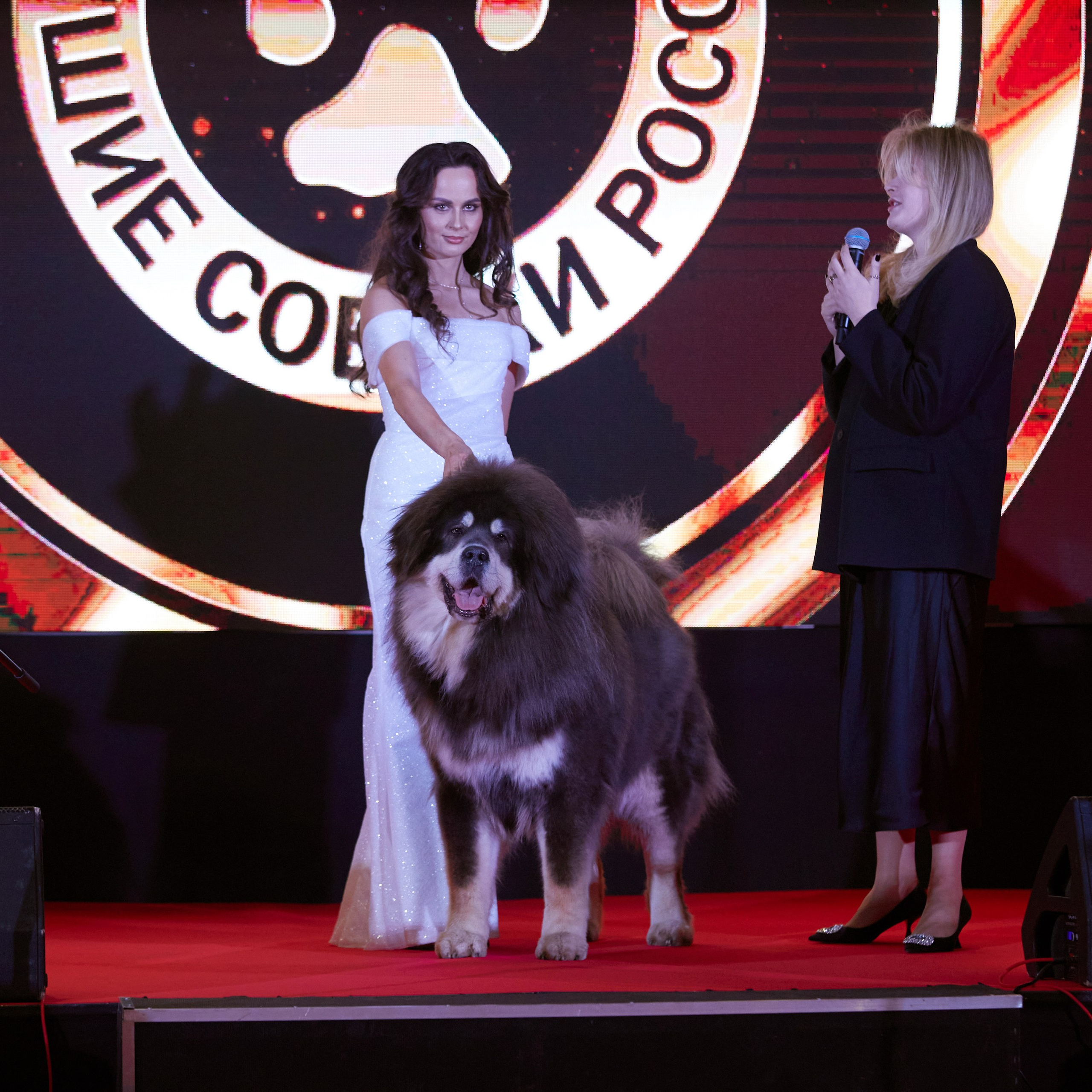 Репортаж с церемонии «BEST RUSSIAN DOG 2024». ФОТОГРАФ-АНИМАЛИСТ l LANA POLYAKOVA