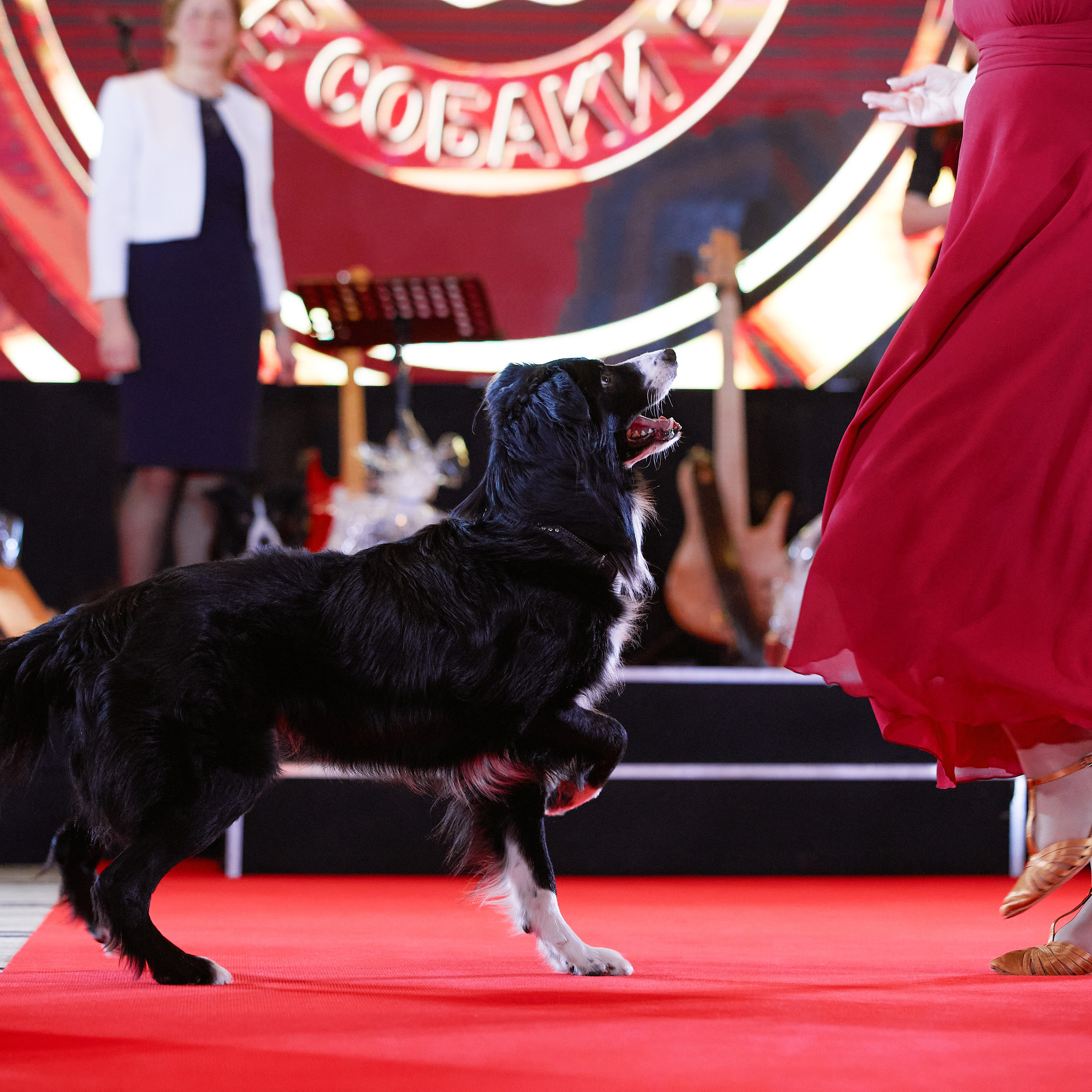 Репортаж с церемонии «BEST RUSSIAN DOG 2021». ФОТОГРАФ-АНИМАЛИСТ l LANA POLYAKOVA