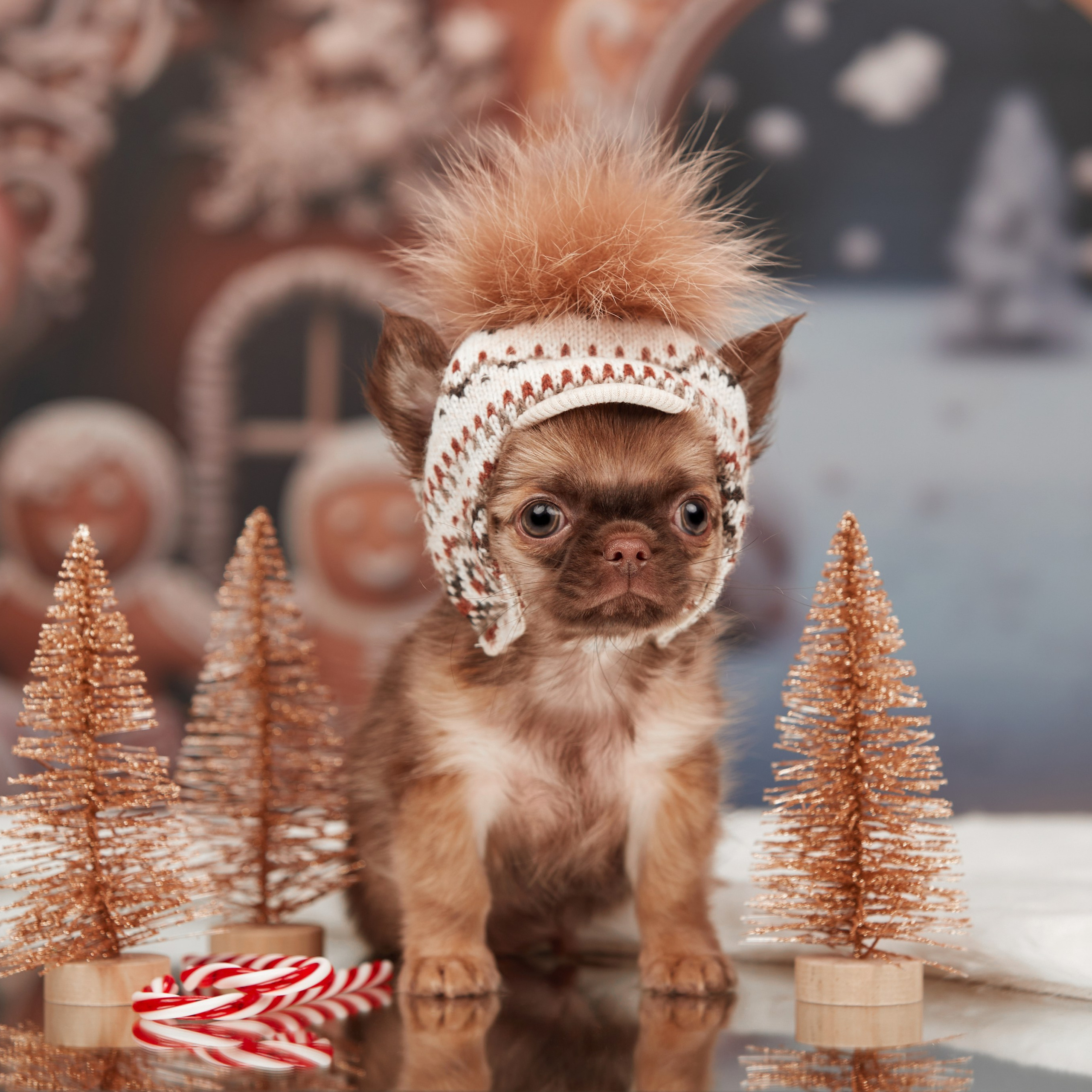 Малыши чихуахуа готовятся к Новому году. Новая коллекция праздничных фонов. ФОТОГРАФ-АНИМАЛИСТ l LANA POLYAKOVA