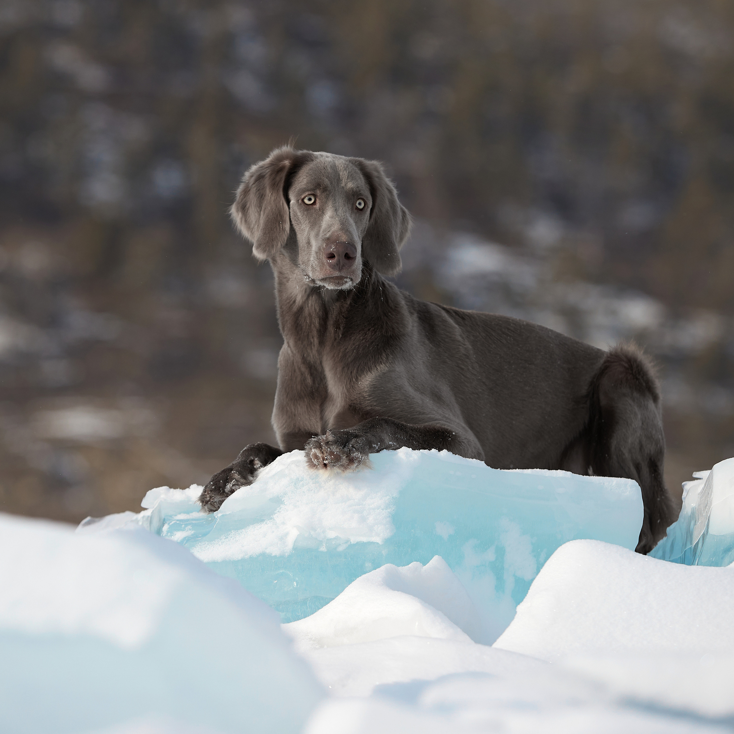 Зимний Workshop и фотосъемки на Байкале. ФОТОГРАФ-АНИМАЛИСТ l LANA POLYAKOVA