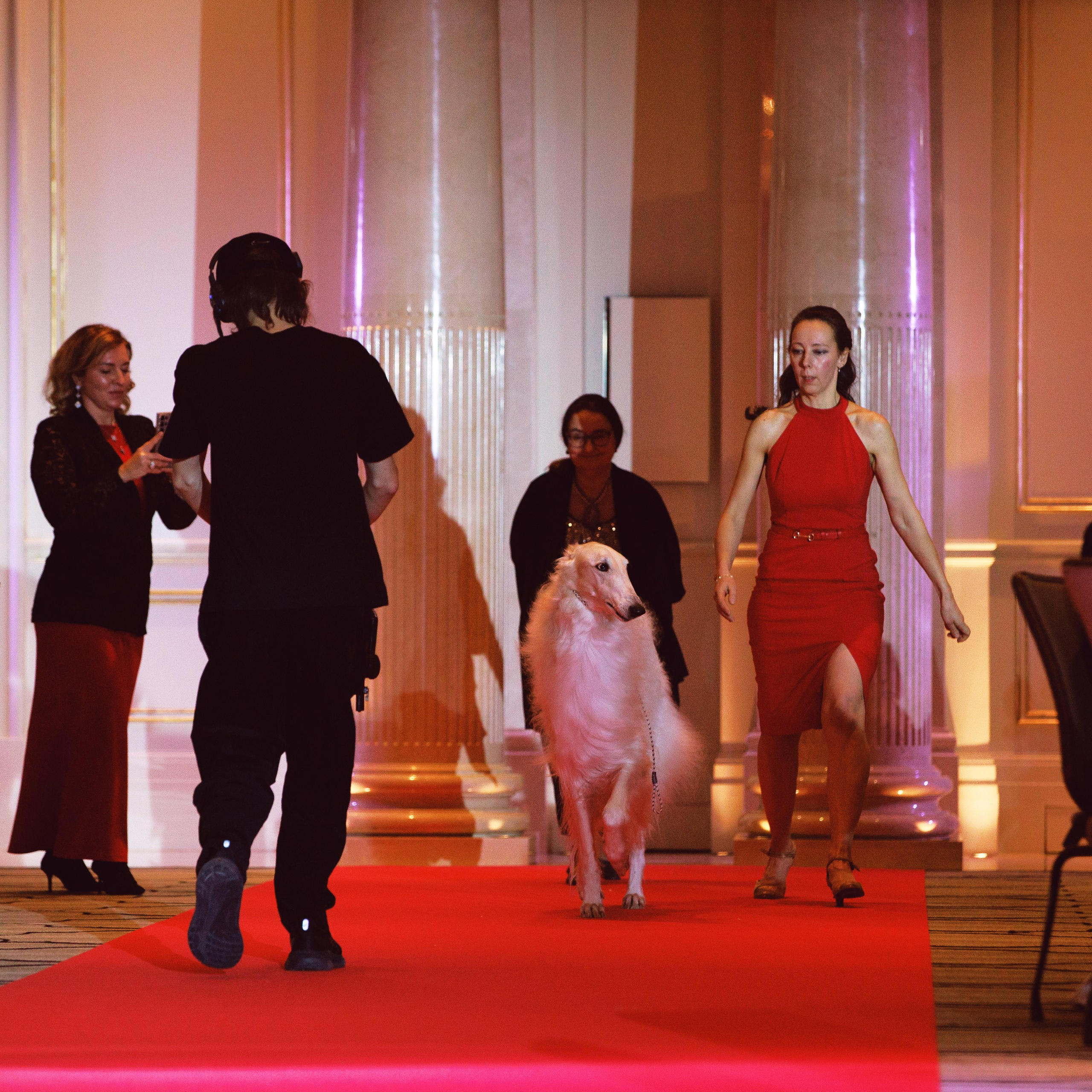 Репортаж с церемонии «BEST RUSSIAN DOG 2024». ФОТОГРАФ-АНИМАЛИСТ l LANA POLYAKOVA