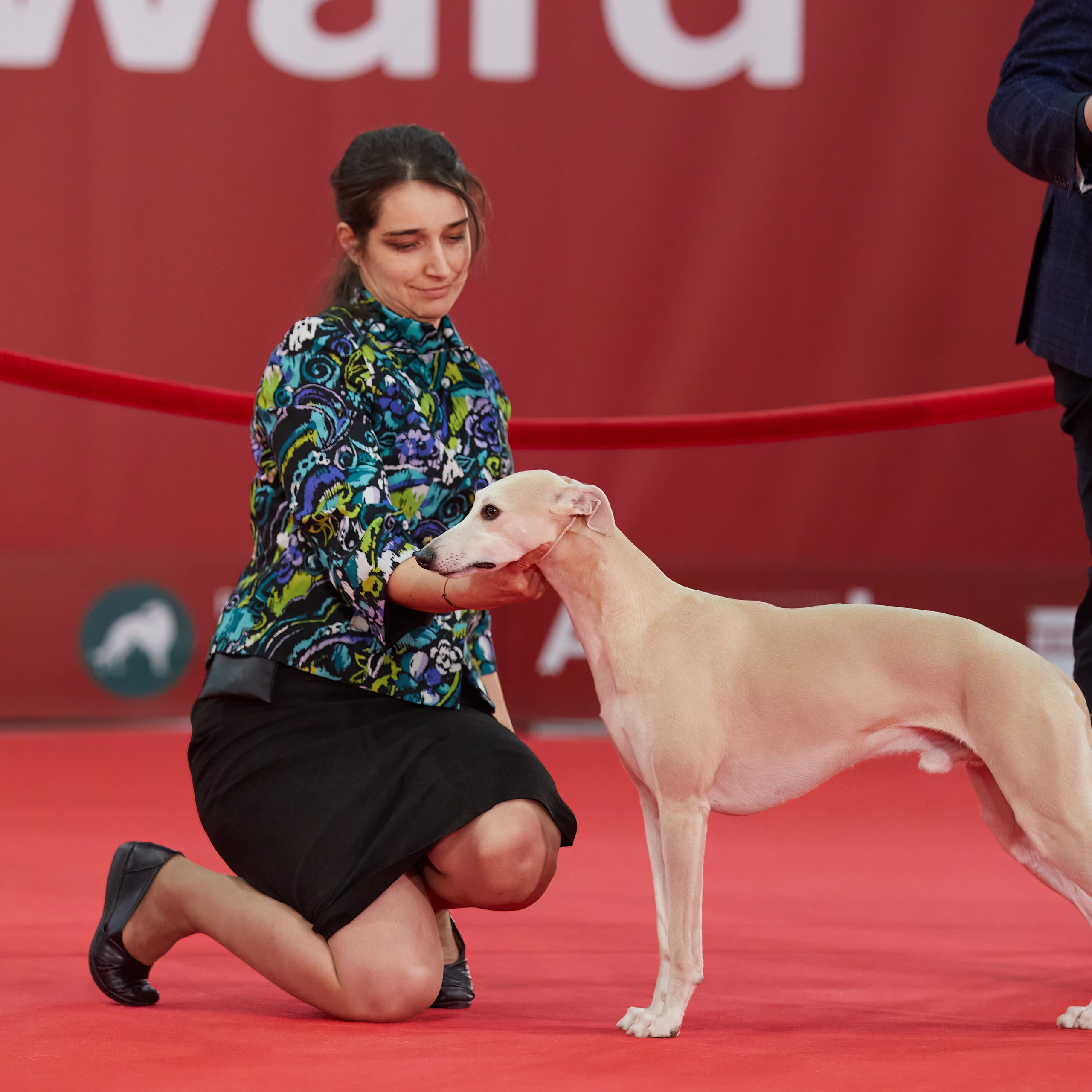 Новое шоу чемпионов «ЛУЧШИЕ СОБАКИ РОССИИ». ФОТОГРАФ-АНИМАЛИСТ l LANA POLYAKOVA