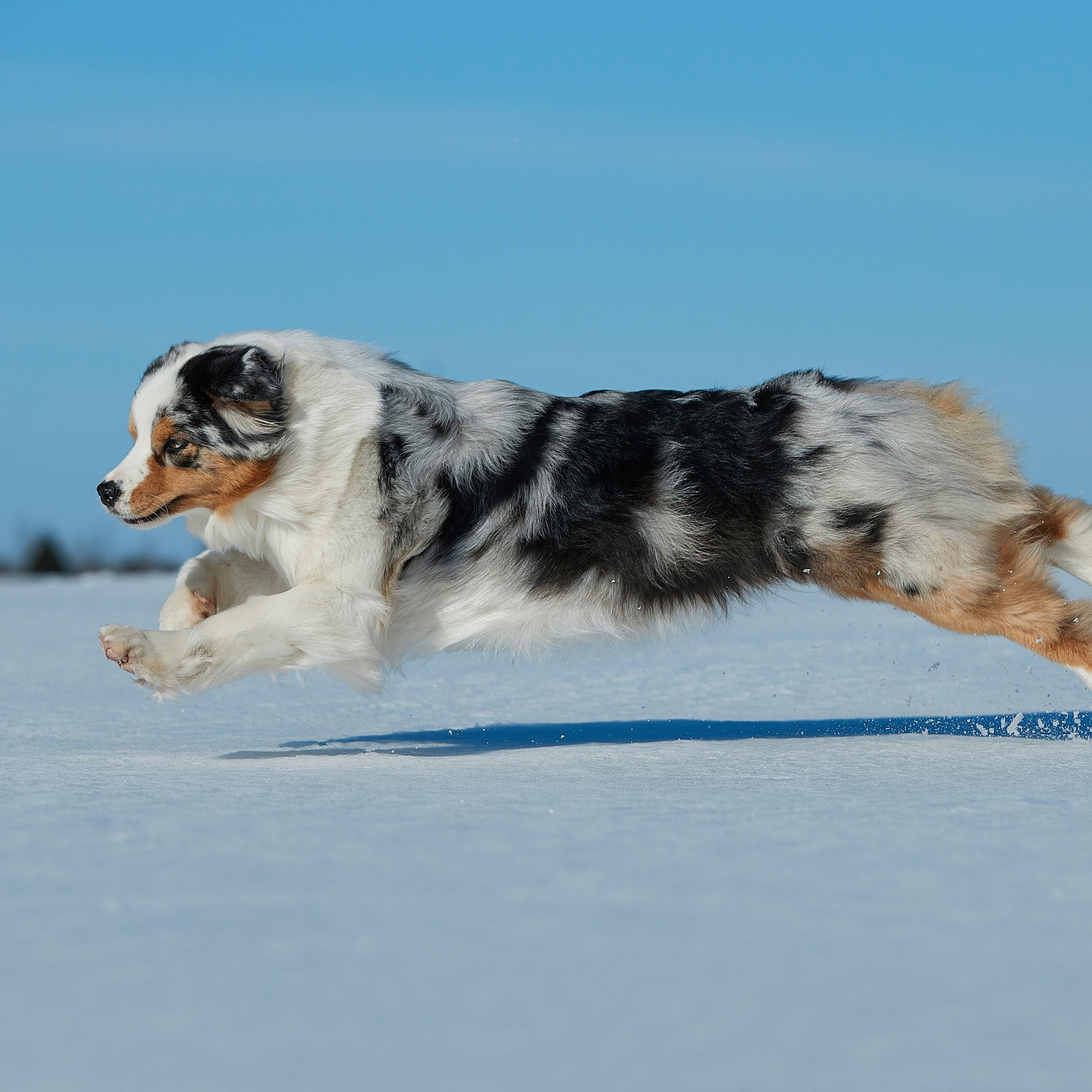 Съешь ещё этих мягких французских булок да выпей чаю. ФОТОГРАФ-АНИМАЛИСТ l LANA POLYAKOVA