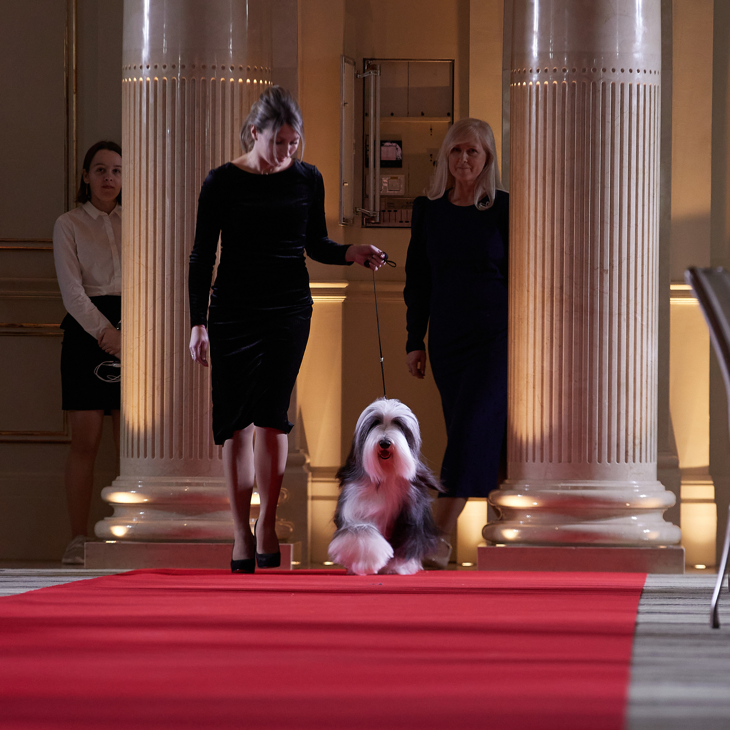 НАГРАЖДЕНИЕ ПОБЕДИТЕЛЕЙ РЕЙТИНГА «BEST RUSSIAN DOG» 2020. ФОТОГРАФ-АНИМАЛИСТ l LANA POLYAKOVA