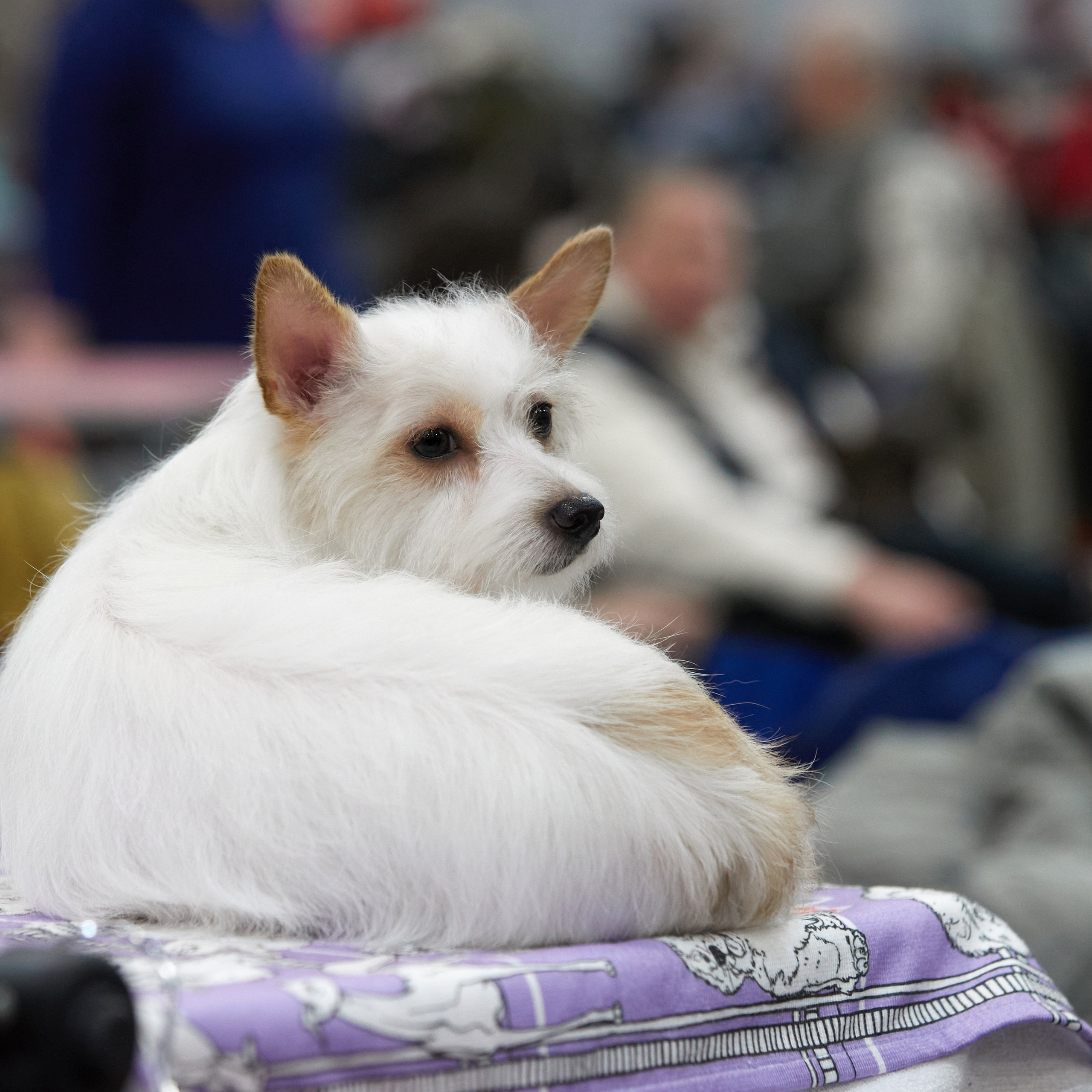 Новое шоу чемпионов «ЛУЧШИЕ СОБАКИ РОССИИ». ФОТОГРАФ-АНИМАЛИСТ l LANA POLYAKOVA