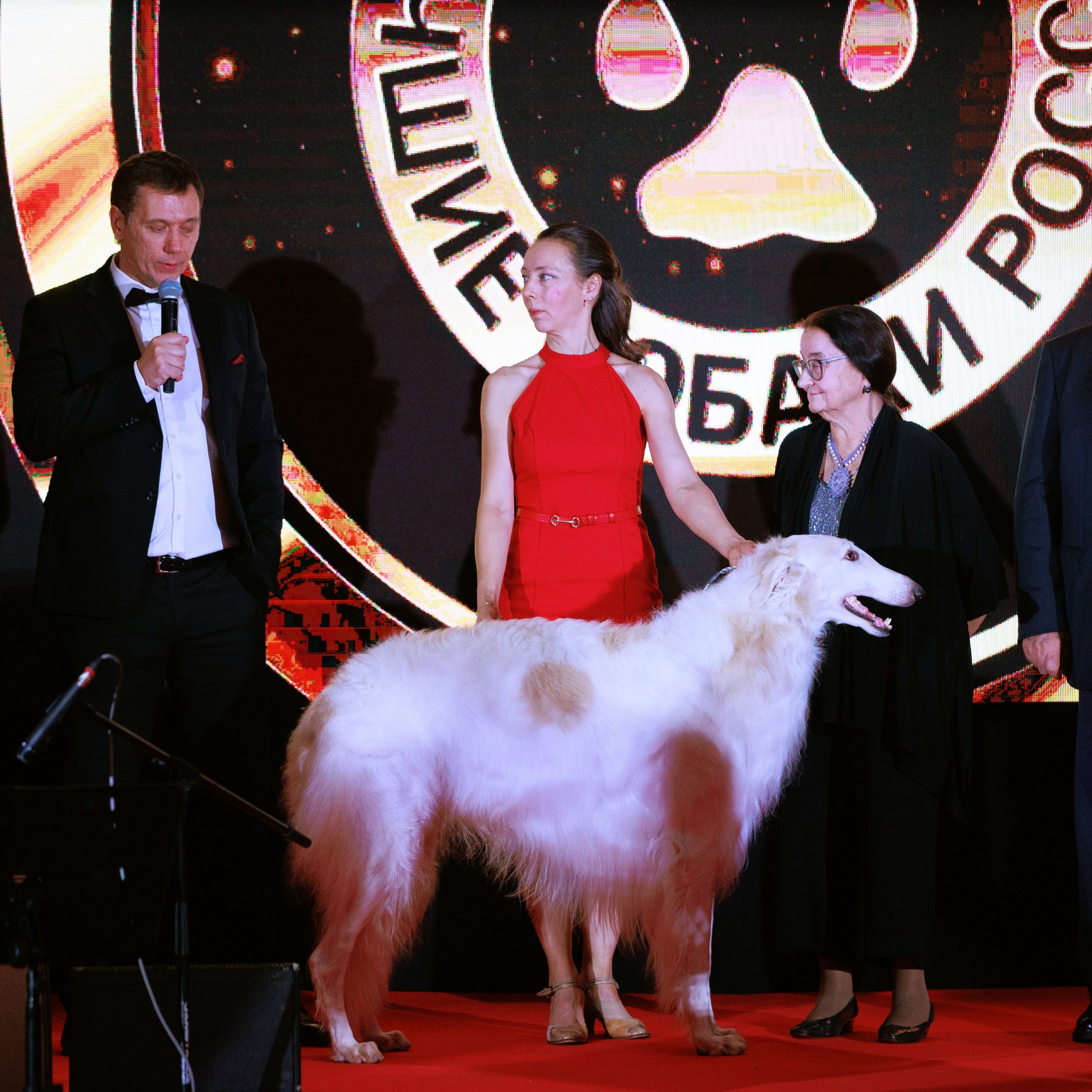 Репортаж с церемонии «BEST RUSSIAN DOG 2024». ФОТОГРАФ-АНИМАЛИСТ l LANA POLYAKOVA