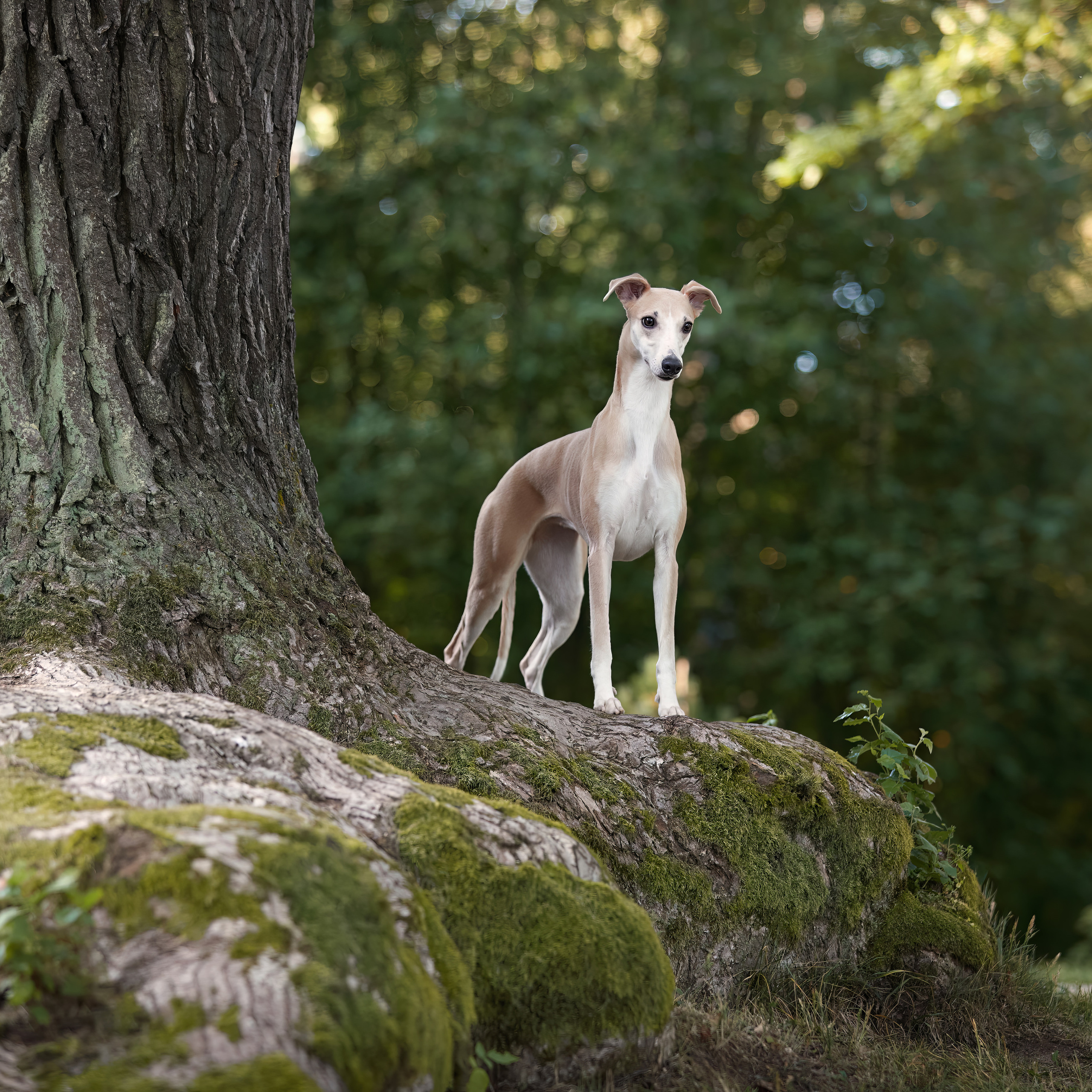 WORK-SHOP 16.07.23 завершён. ФОТОГРАФ-АНИМАЛИСТ l LANA POLYAKOVA