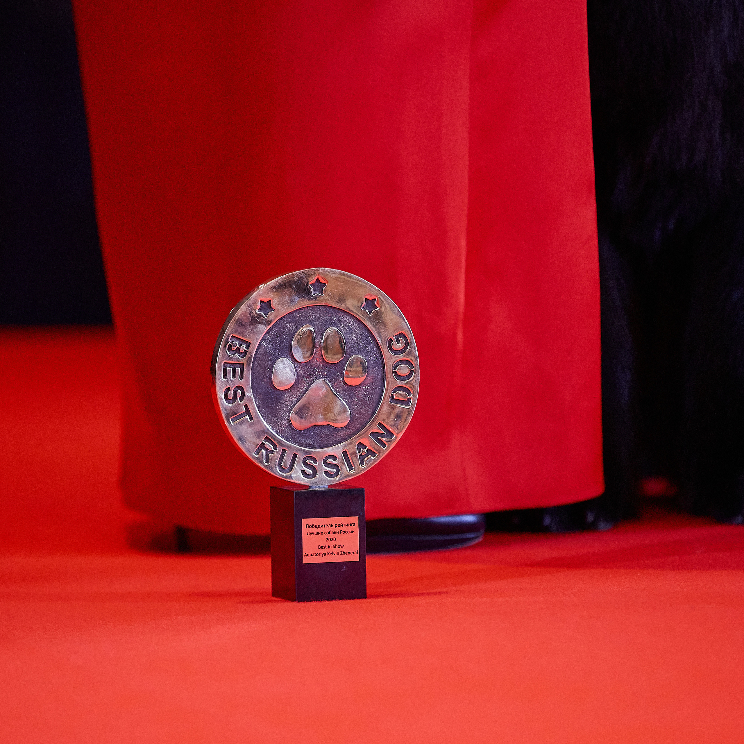 НАГРАЖДЕНИЕ ПОБЕДИТЕЛЕЙ РЕЙТИНГА «BEST RUSSIAN DOG» 2020. ФОТОГРАФ-АНИМАЛИСТ l LANA POLYAKOVA