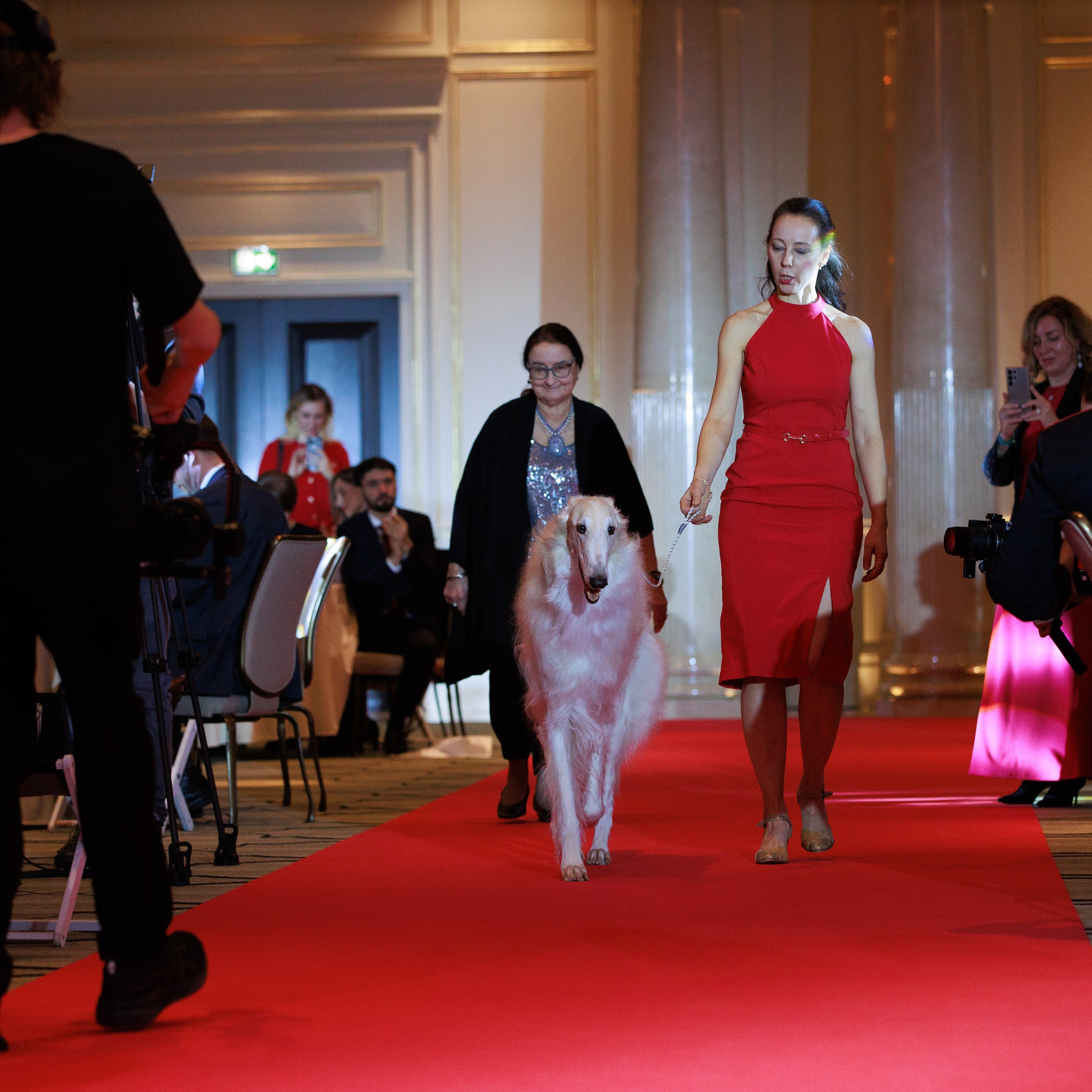 Репортаж с церемонии «BEST RUSSIAN DOG 2024». ФОТОГРАФ-АНИМАЛИСТ l LANA POLYAKOVA