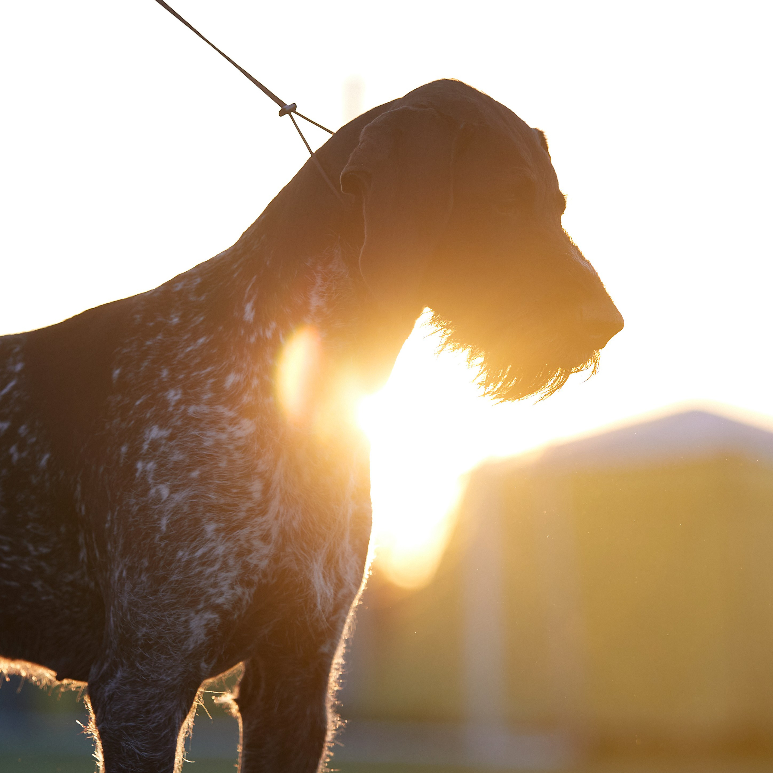 Отгремела «Суздаль-2024». ФОТОГРАФ-АНИМАЛИСТ l LANA POLYAKOVA