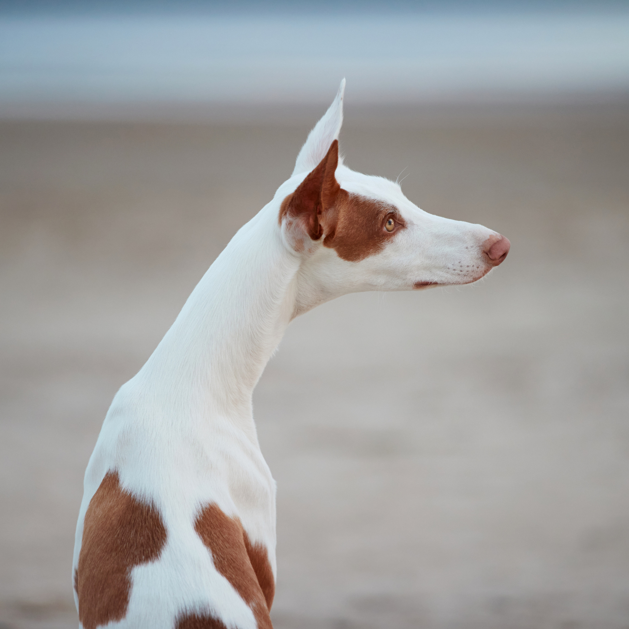 Встречаем рассвет с Байлой. ФОТОГРАФ-АНИМАЛИСТ l LANA POLYAKOVA