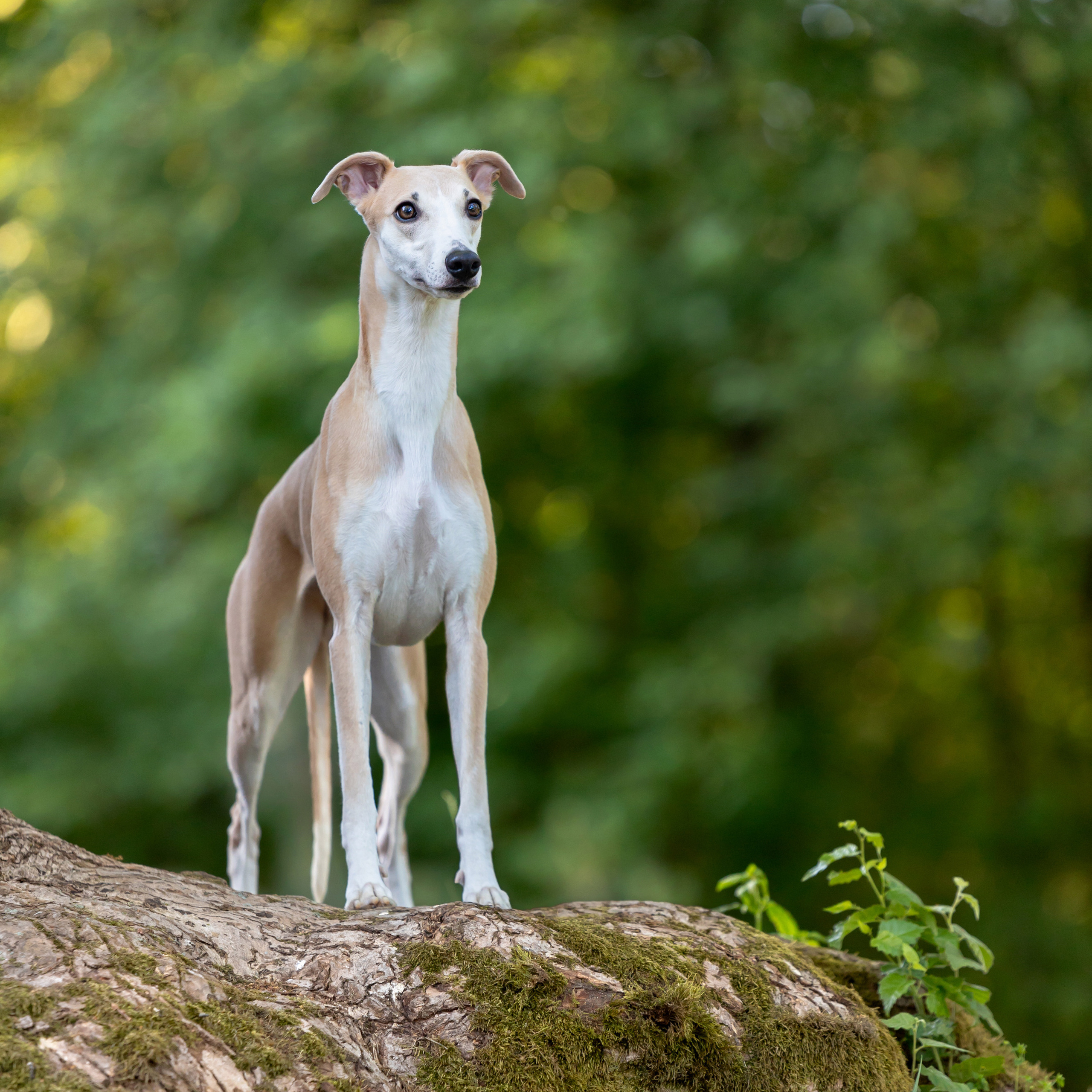 WORK-SHOP 16.07.23 завершён. ФОТОГРАФ-АНИМАЛИСТ l LANA POLYAKOVA