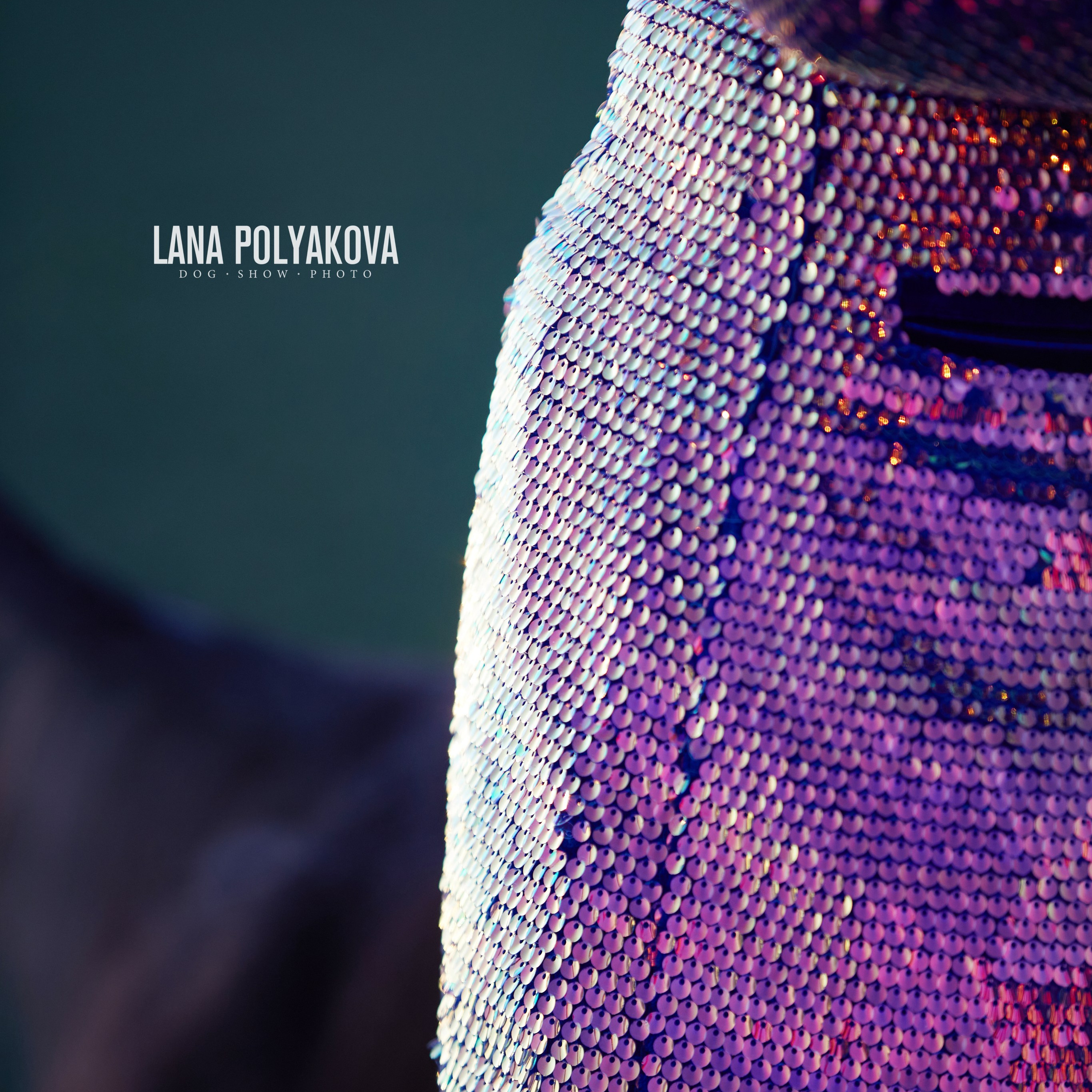 Отгремела «Суздаль-2024». ФОТОГРАФ-АНИМАЛИСТ l LANA POLYAKOVA