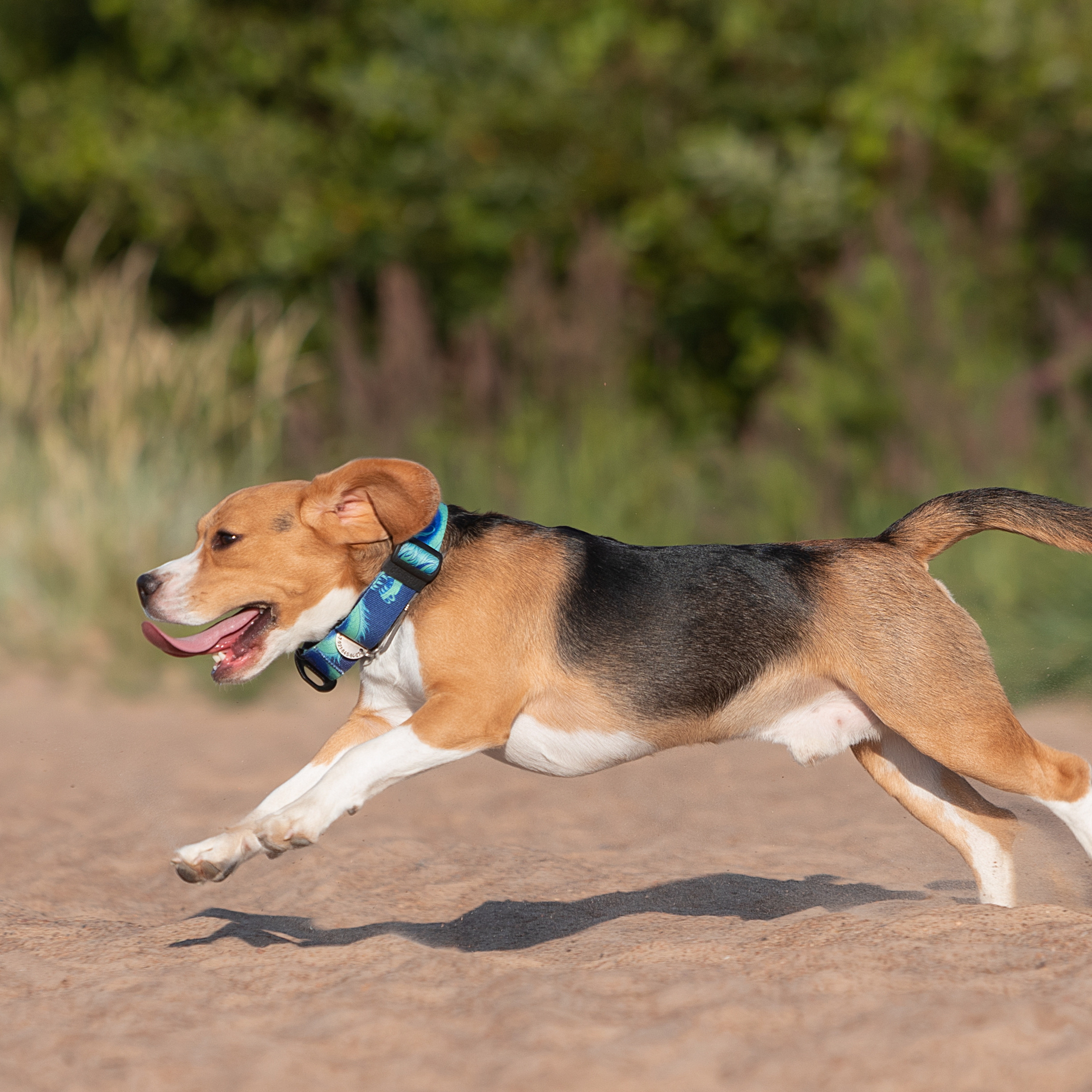 WORK-SHOP 16.07.23 завершён. ФОТОГРАФ-АНИМАЛИСТ l LANA POLYAKOVA