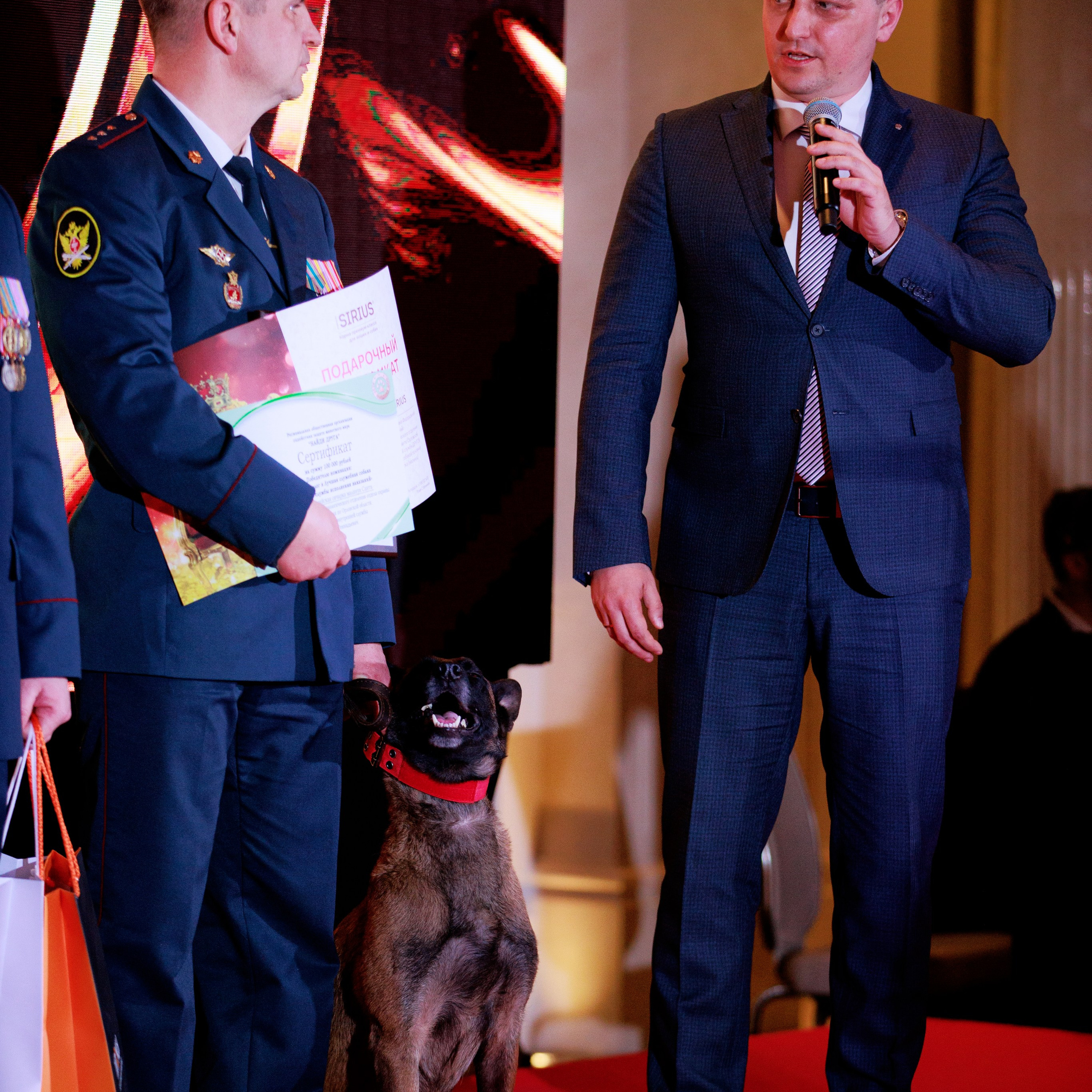 Репортаж с церемонии «BEST RUSSIAN DOG 2024». ФОТОГРАФ-АНИМАЛИСТ l LANA POLYAKOVA