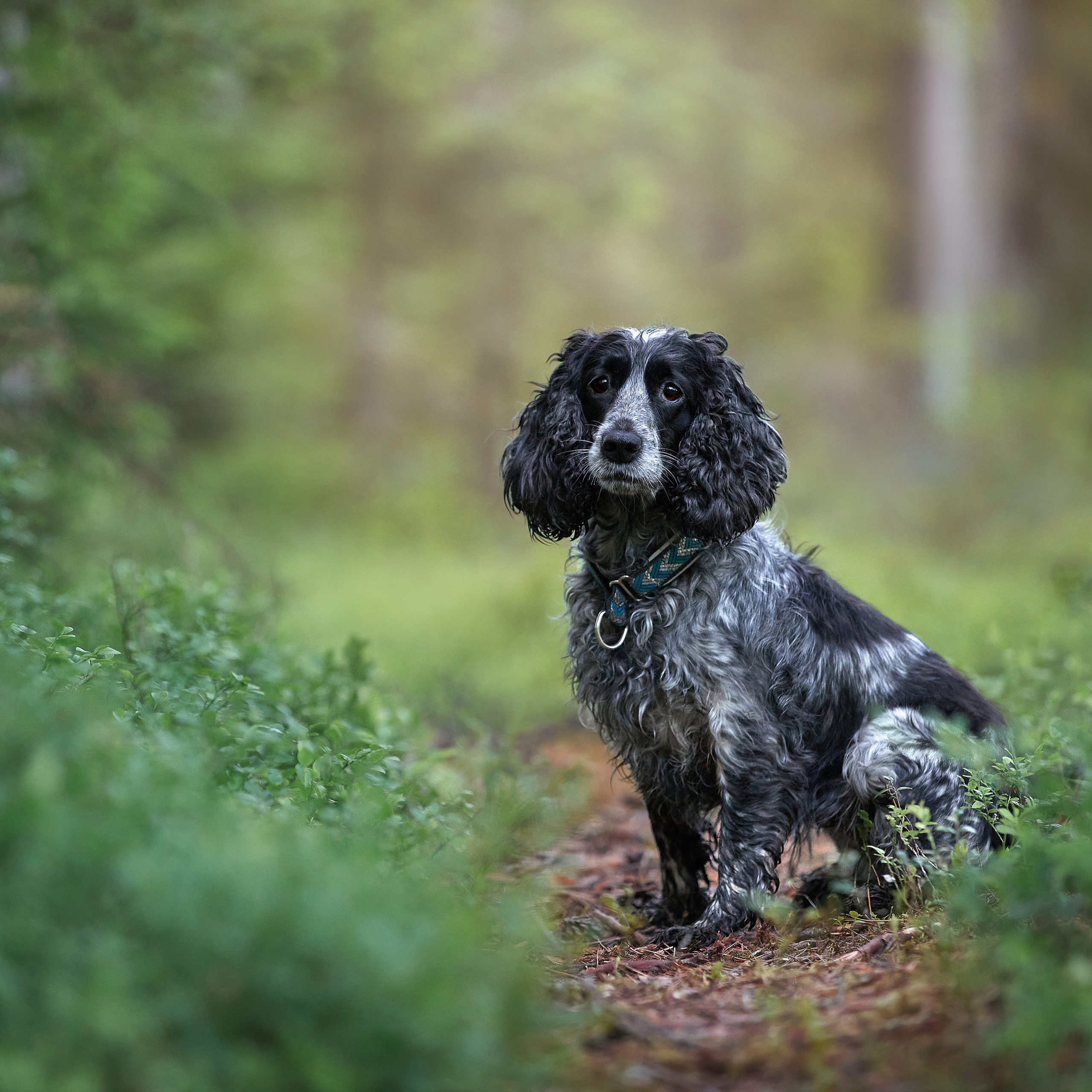 Фотопрогулка в Карелии. ФОТОГРАФ-АНИМАЛИСТ l LANA POLYAKOVA