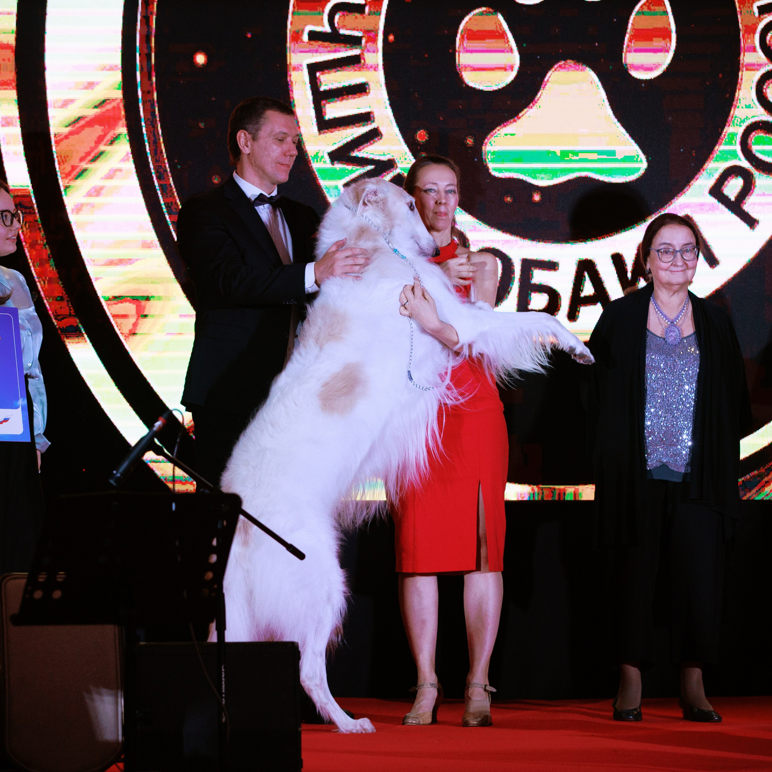 Репортаж с церемонии «BEST RUSSIAN DOG 2024». ФОТОГРАФ-АНИМАЛИСТ l LANA POLYAKOVA