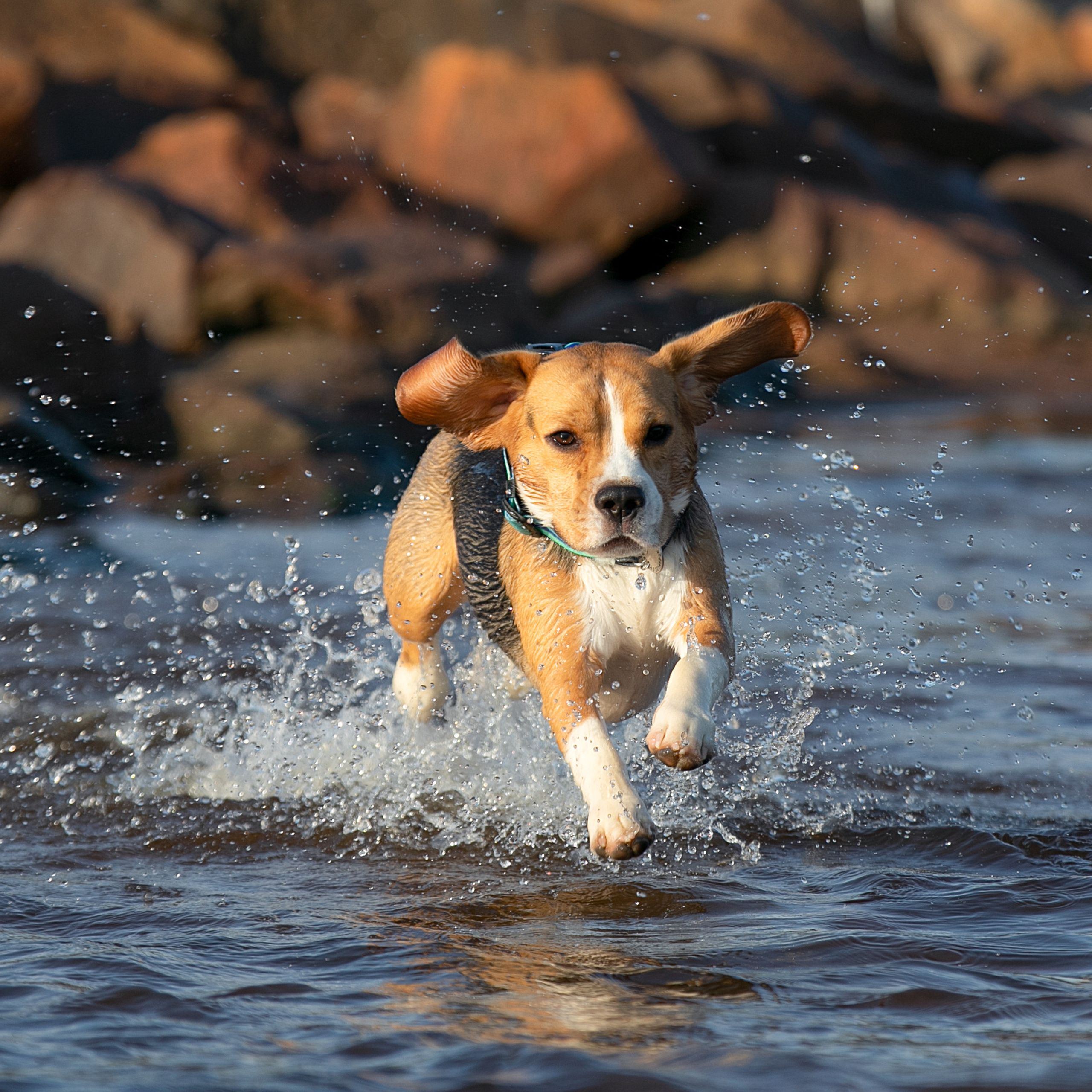 WORK-SHOP 16.07.23 завершён. ФОТОГРАФ-АНИМАЛИСТ l LANA POLYAKOVA