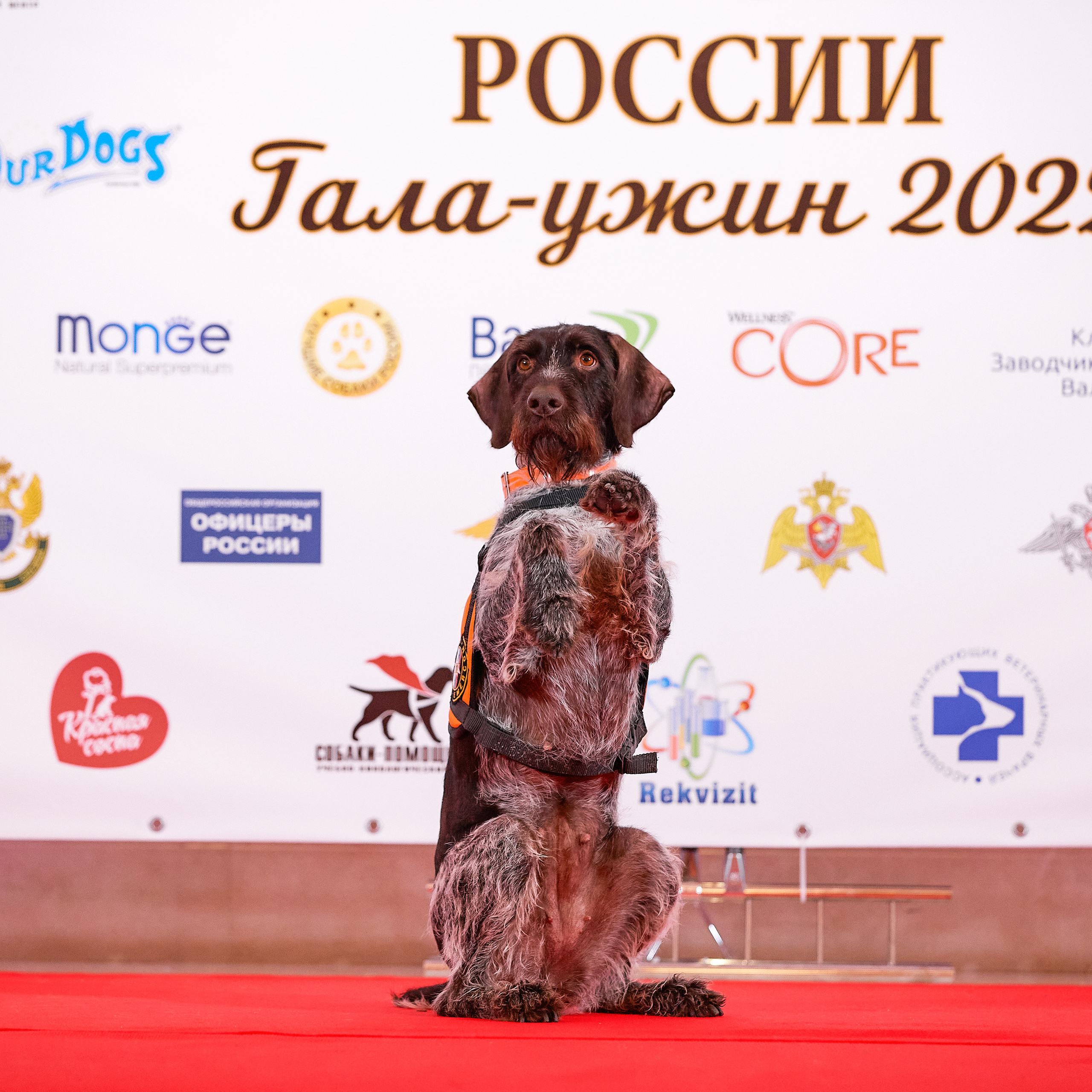 Репортаж с церемонии «BEST RUSSIAN DOG 2021». ФОТОГРАФ-АНИМАЛИСТ l LANA POLYAKOVA