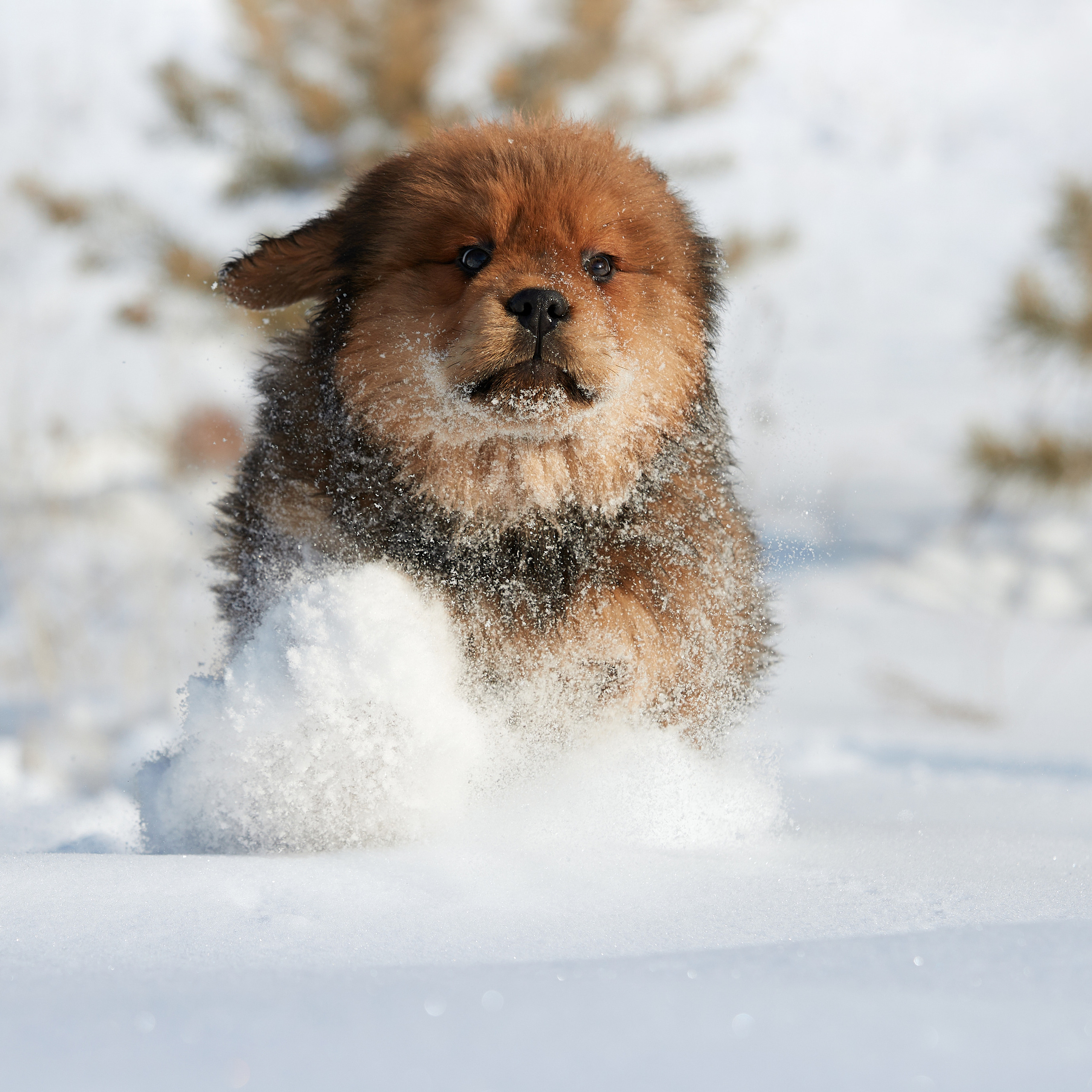 Зимний Workshop и фотосъемки на Байкале. ФОТОГРАФ-АНИМАЛИСТ l LANA POLYAKOVA