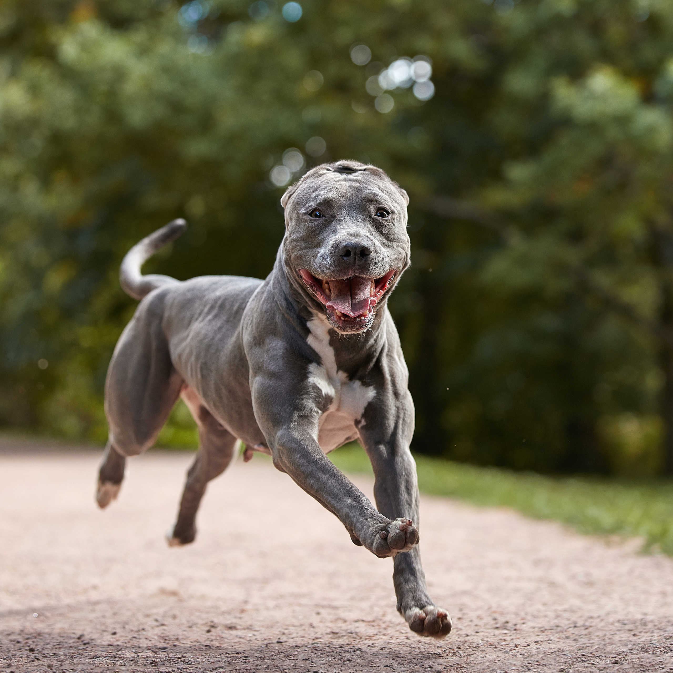 Есть такая порода. Прайтер. ФОТОГРАФ-АНИМАЛИСТ l LANA POLYAKOVA