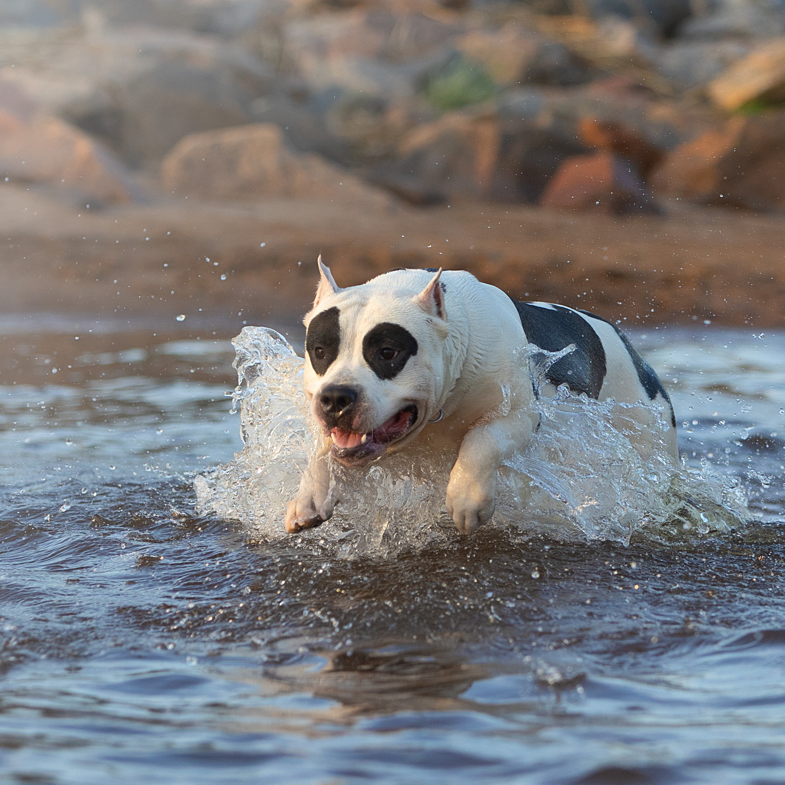 WORK-SHOP 16.07.23 завершён. ФОТОГРАФ-АНИМАЛИСТ l LANA POLYAKOVA
