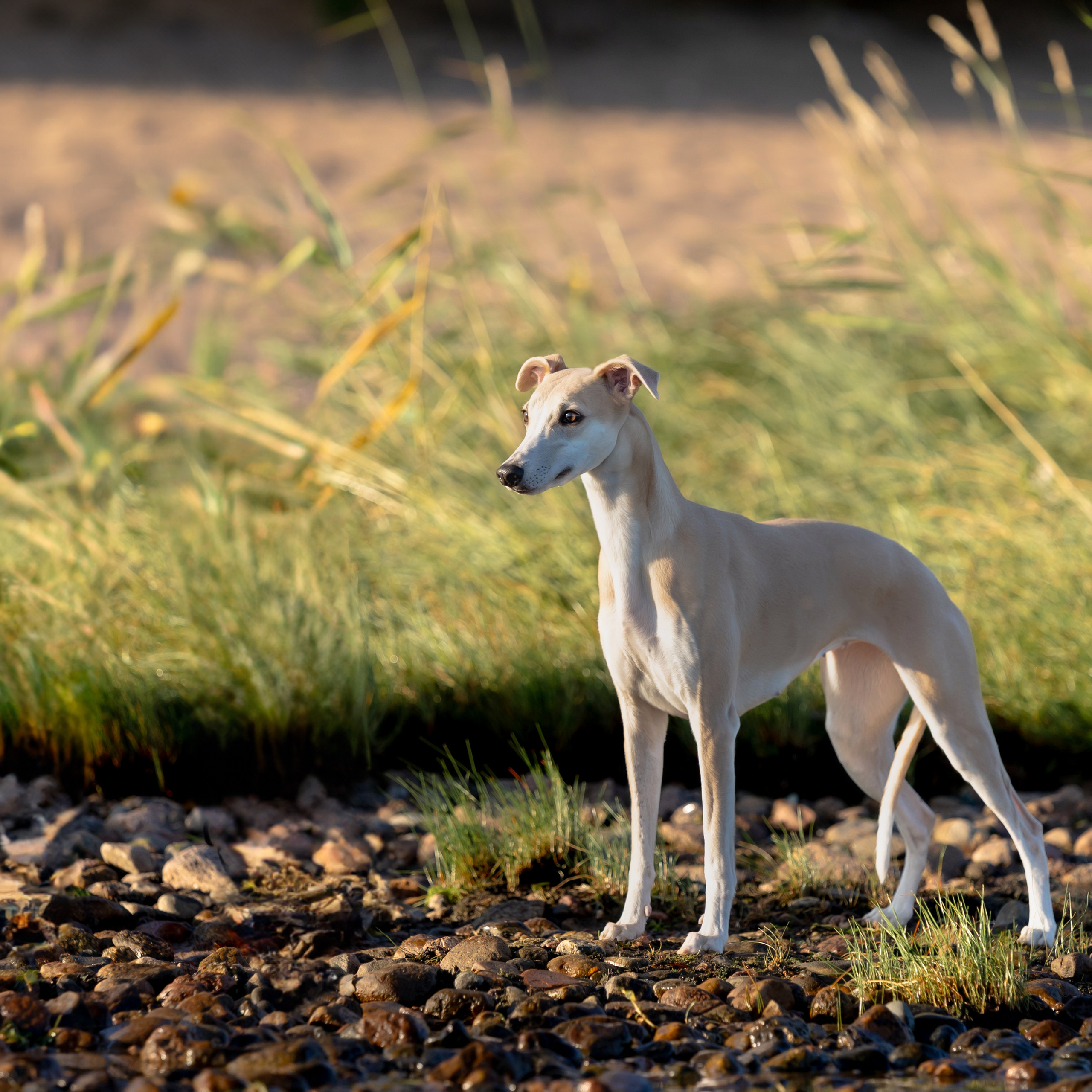 WORK-SHOP 16.07.23 завершён. ФОТОГРАФ-АНИМАЛИСТ l LANA POLYAKOVA