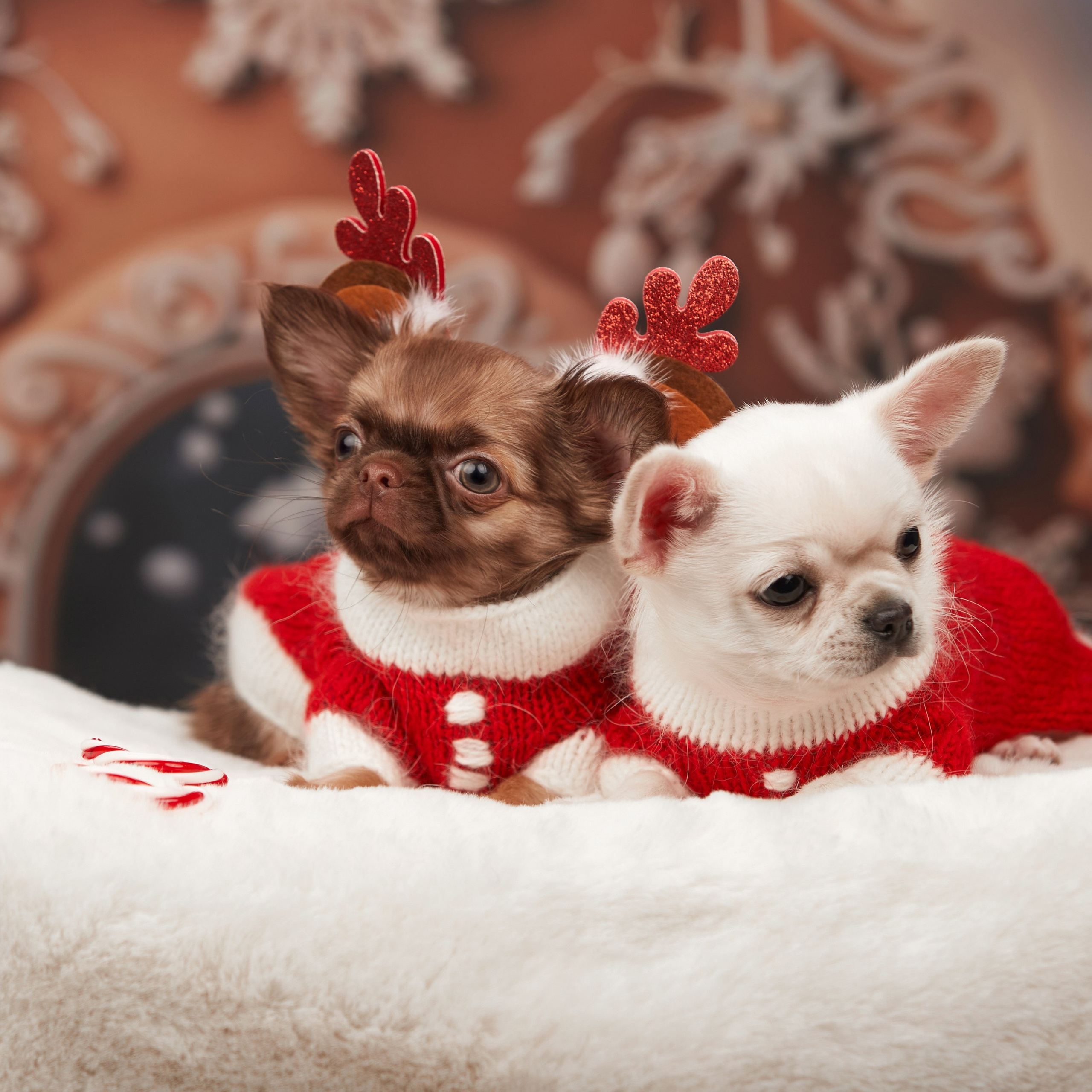 Малыши чихуахуа готовятся к Новому году. Новая коллекция праздничных фонов. ФОТОГРАФ-АНИМАЛИСТ l LANA POLYAKOVA