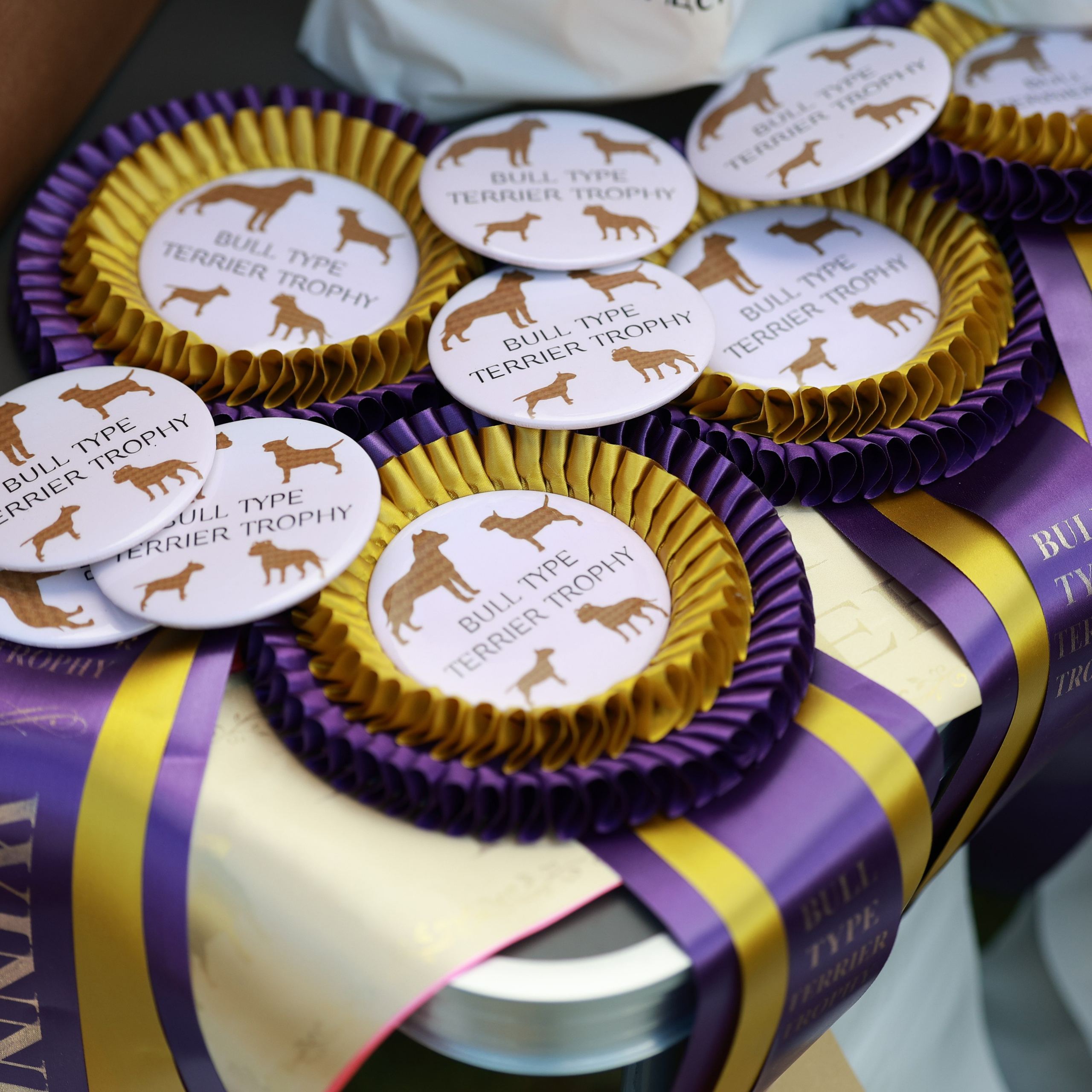 27-28.09.2025 ВЫСТАВКИ СОБАК ВСЕХ ПОРОД (САС, ЧРКФ, ЧФ). ФОТОГРАФ-АНИМАЛИСТ l LANA POLYAKOVA