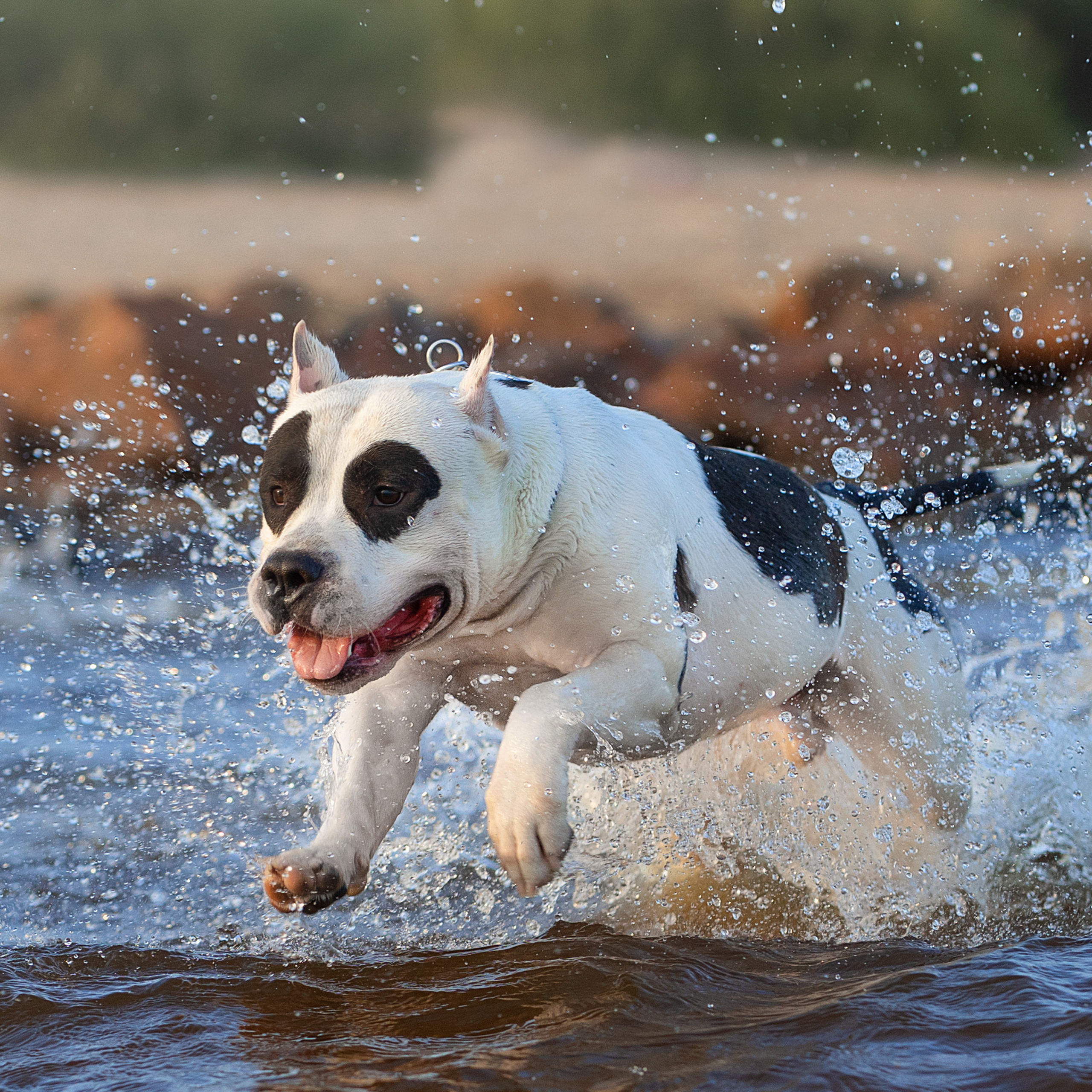 WORK-SHOP 16.07.23 завершён. ФОТОГРАФ-АНИМАЛИСТ l LANA POLYAKOVA