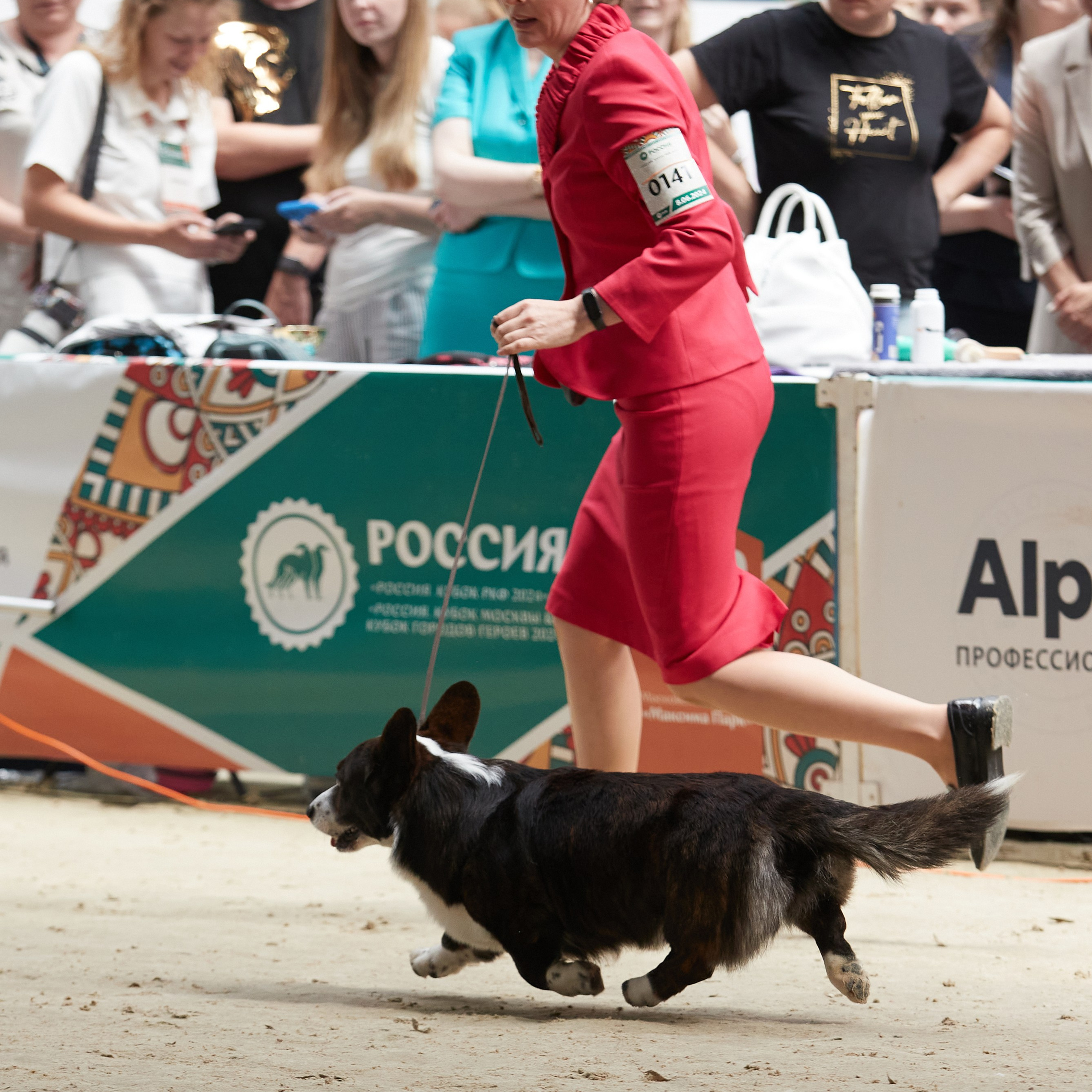 «Россия. Кубок РКФ 2024» и «Россия. Кубок Москвы 2024». ФОТОГРАФ-АНИМАЛИСТ l LANA POLYAKOVA