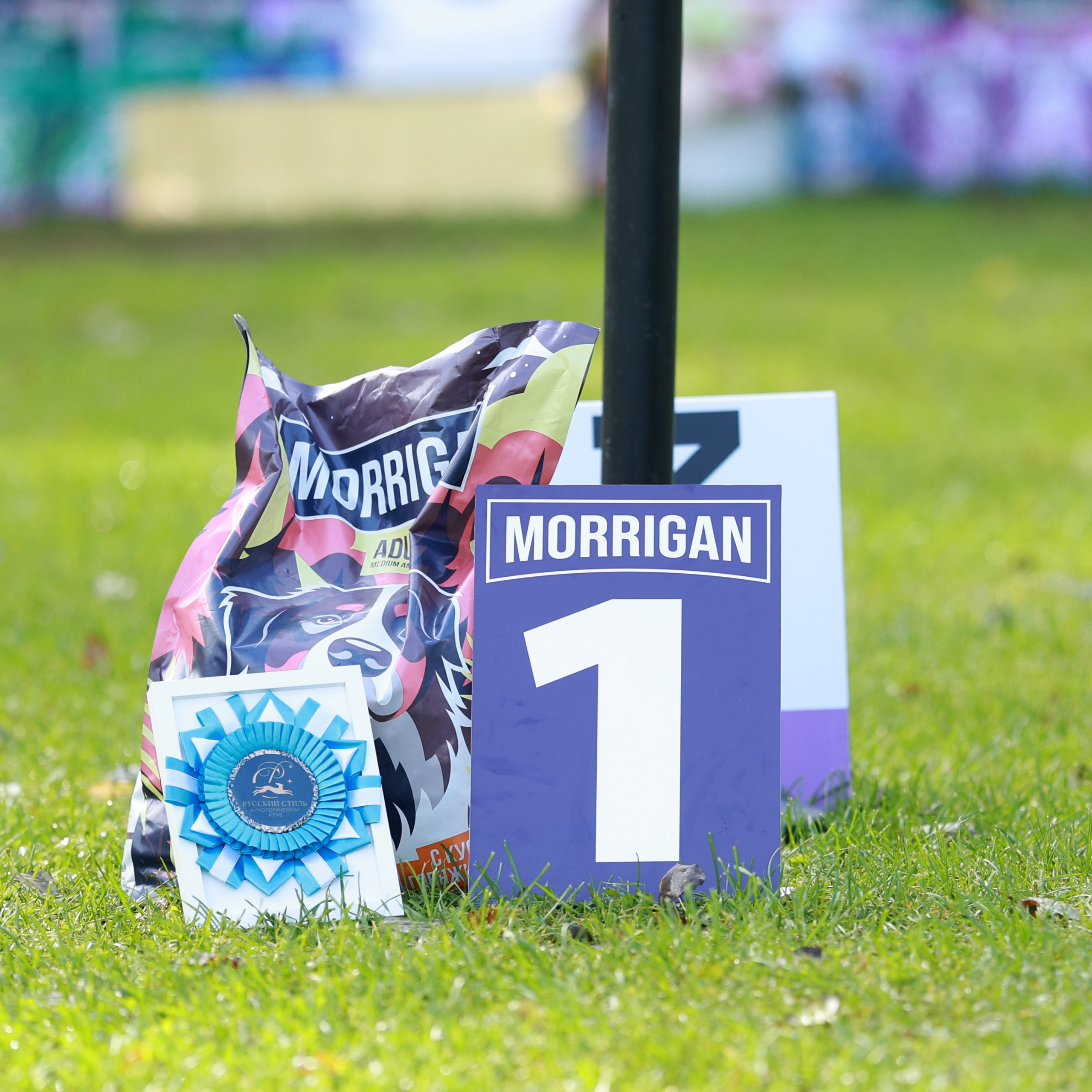 27-28.09.2025 ВЫСТАВКИ СОБАК ВСЕХ ПОРОД (САС, ЧРКФ, ЧФ). ФОТОГРАФ-АНИМАЛИСТ l LANA POLYAKOVA