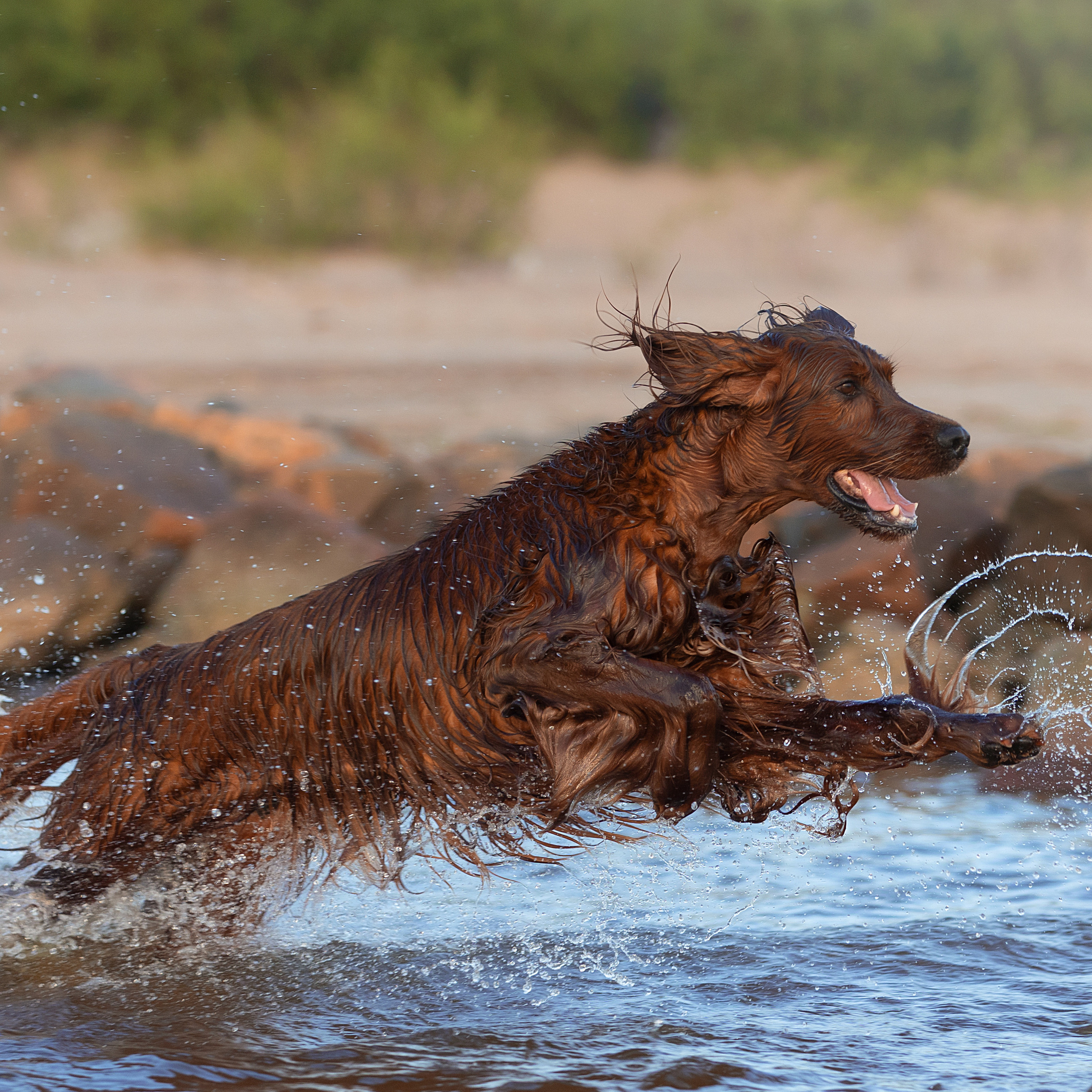 WORK-SHOP 16.07.23 завершён. ФОТОГРАФ-АНИМАЛИСТ l LANA POLYAKOVA