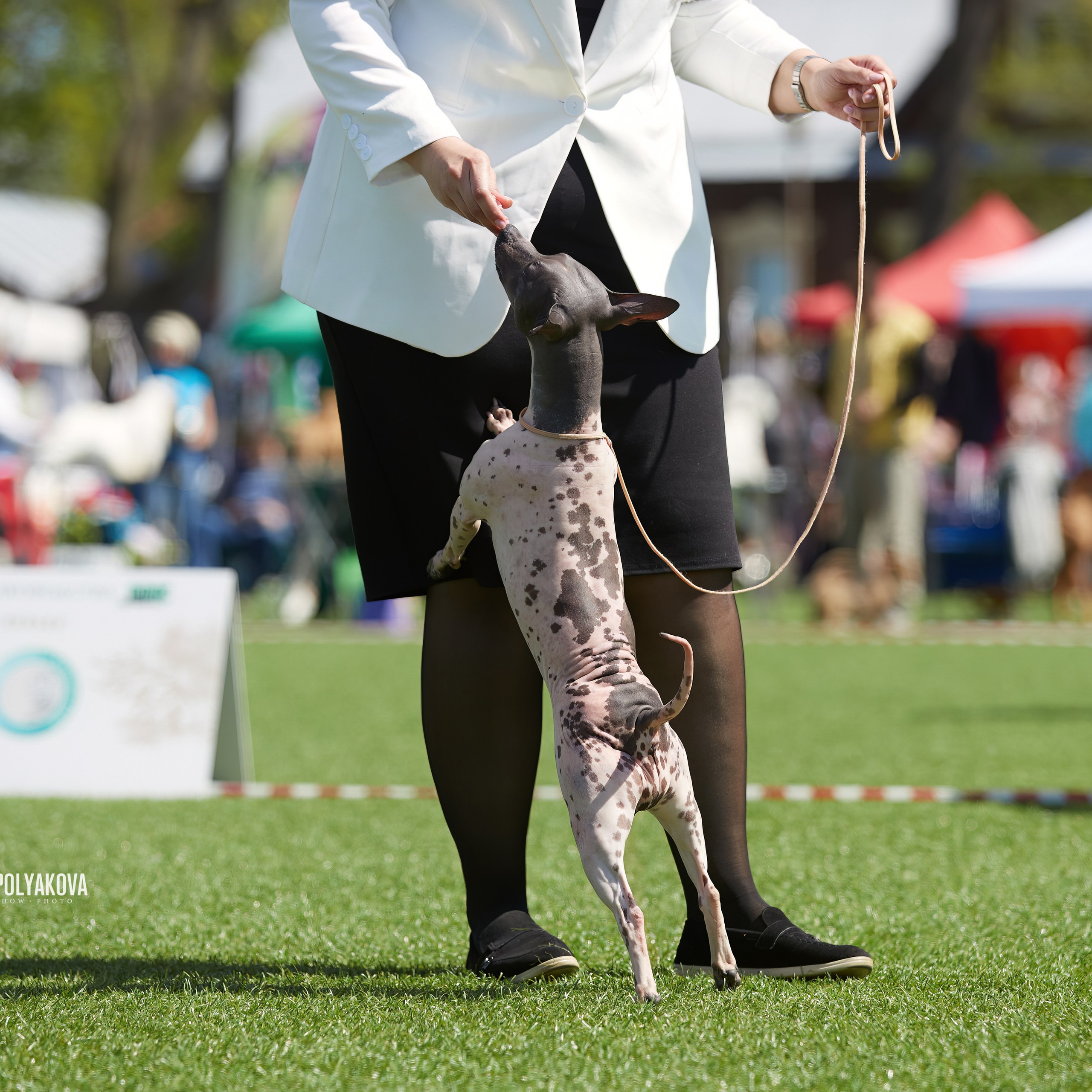 Отгремела «Суздаль-2024». ФОТОГРАФ-АНИМАЛИСТ l LANA POLYAKOVA