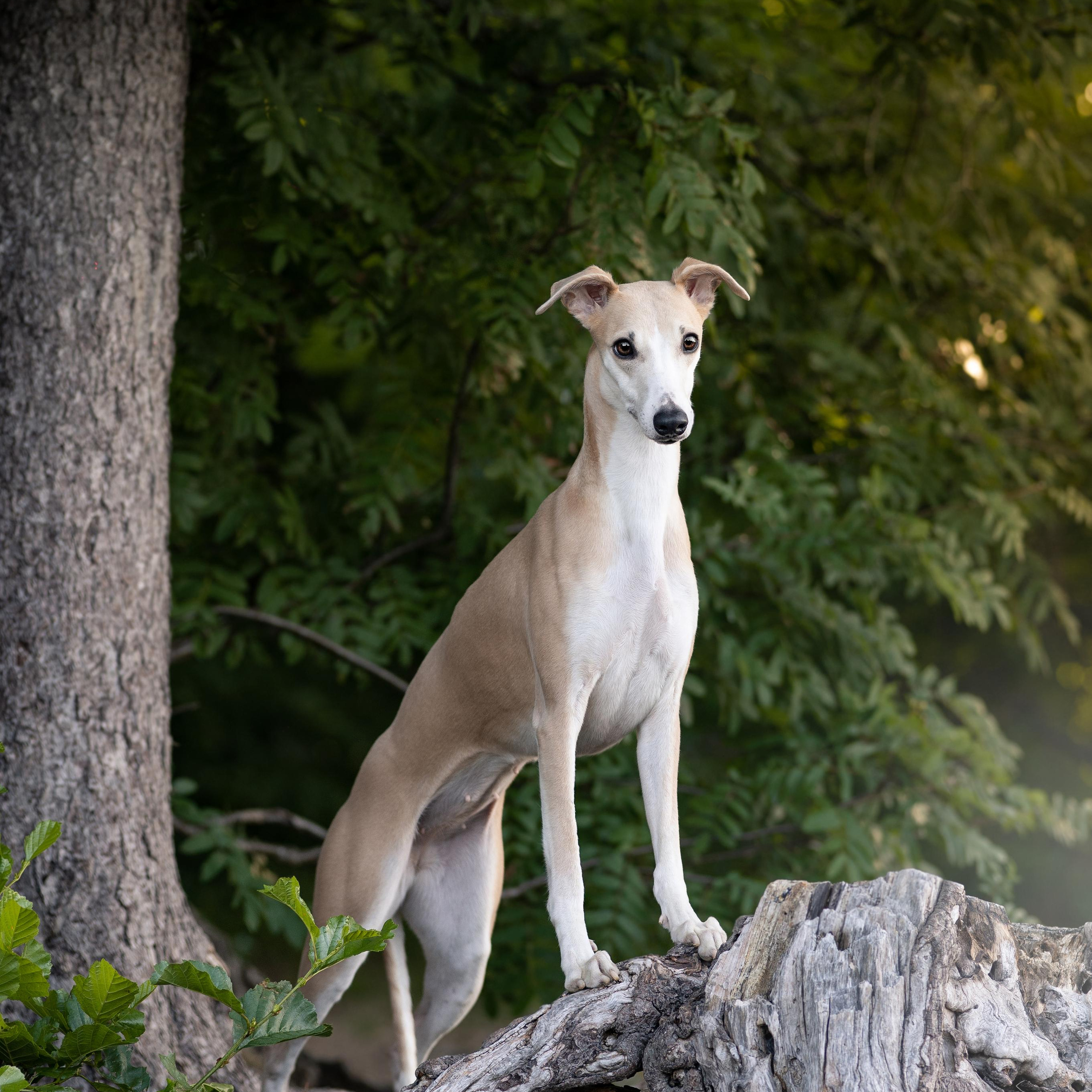 WORK-SHOP 16.07.23 завершён. ФОТОГРАФ-АНИМАЛИСТ l LANA POLYAKOVA
