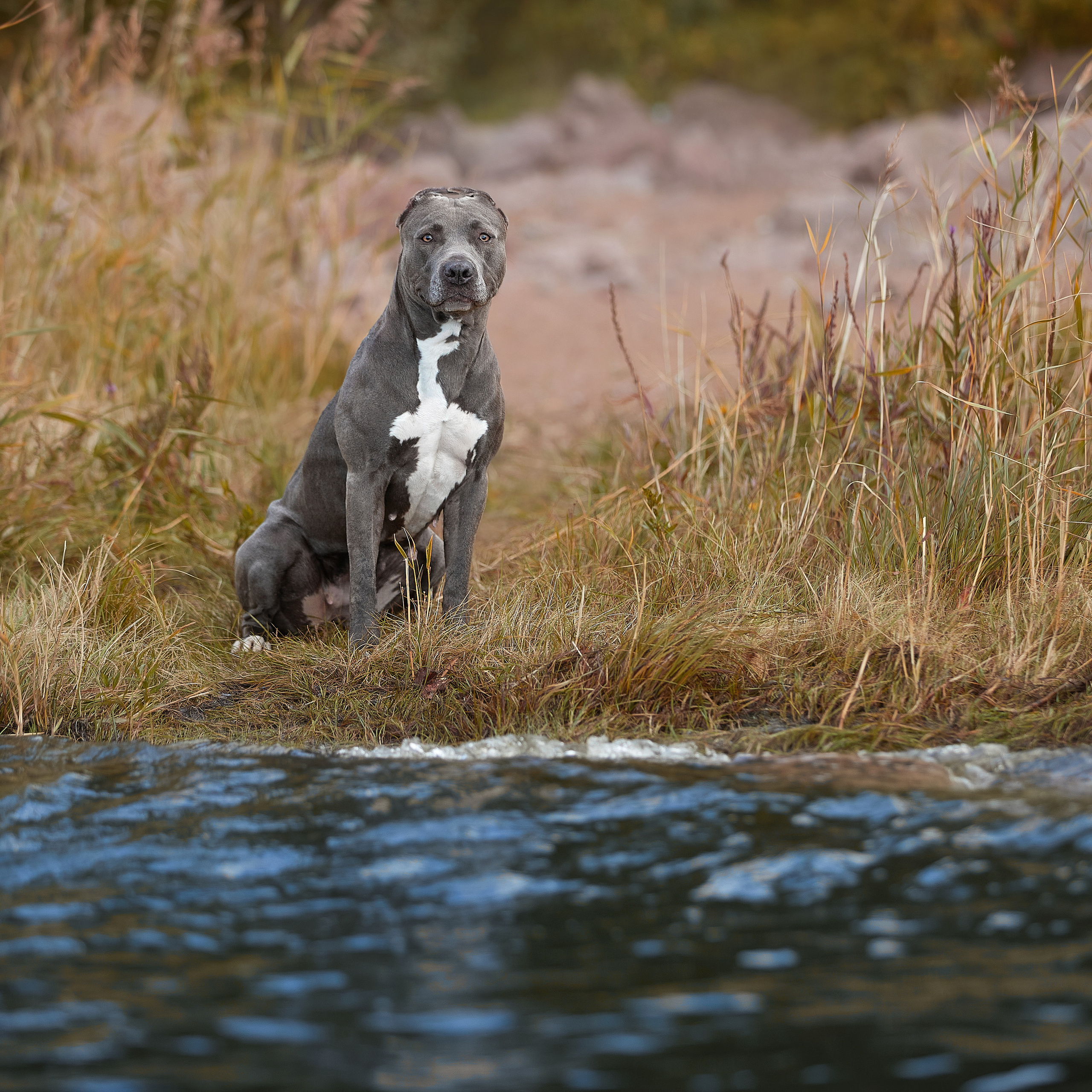 Есть такая порода. Прайтер. ФОТОГРАФ-АНИМАЛИСТ l LANA POLYAKOVA
