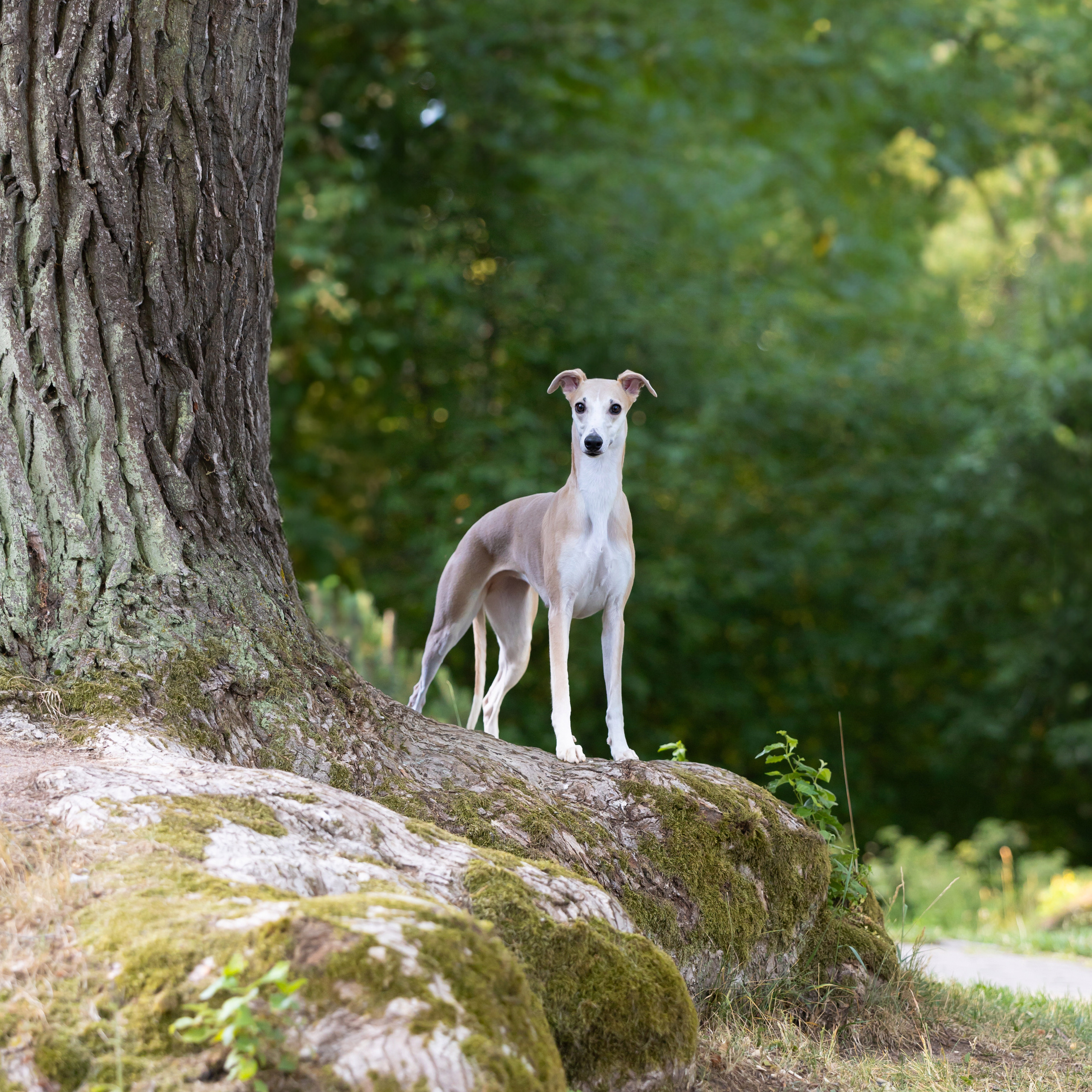 WORK-SHOP 16.07.23 завершён. ФОТОГРАФ-АНИМАЛИСТ l LANA POLYAKOVA