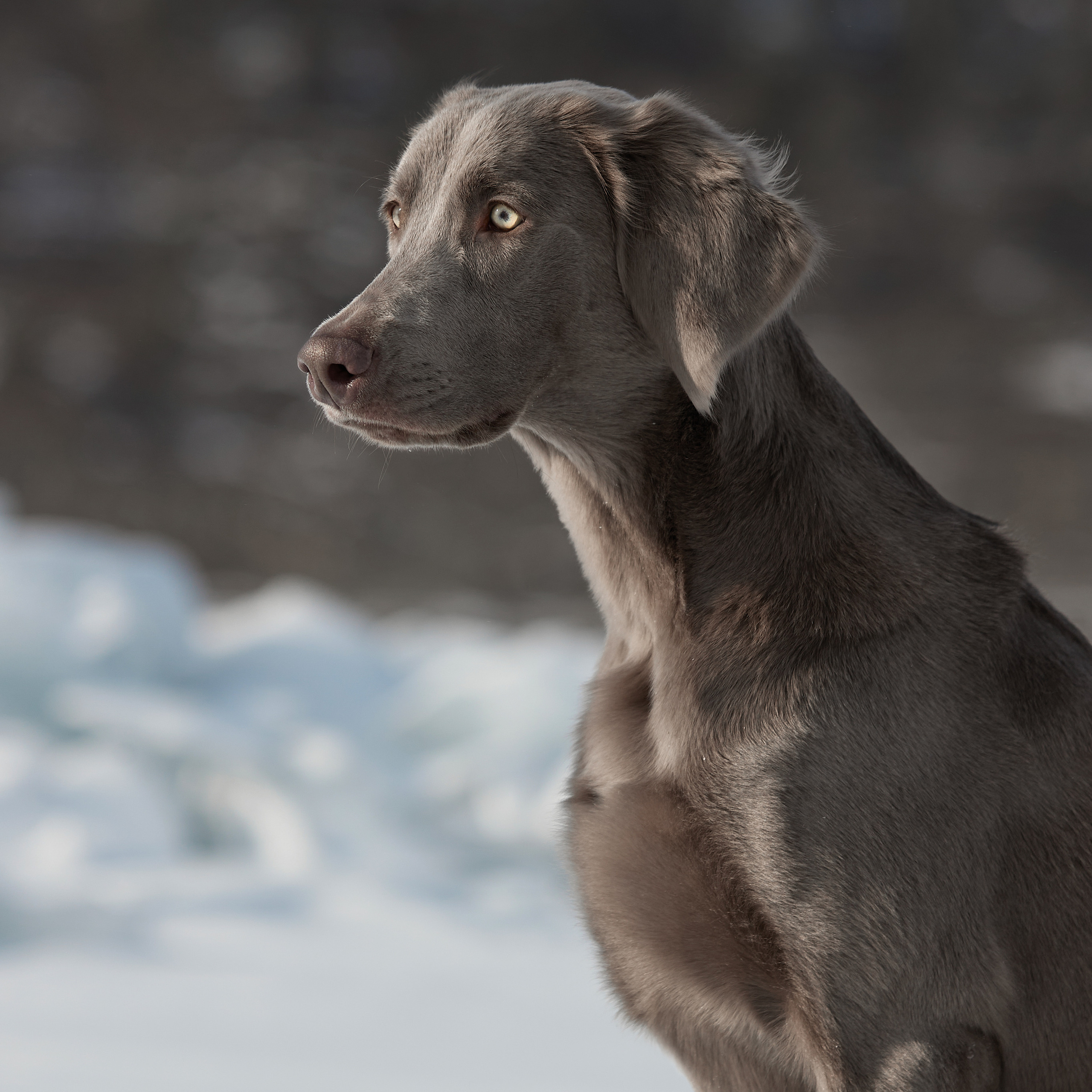 Зимний Workshop и фотосъемки на Байкале. ФОТОГРАФ-АНИМАЛИСТ l LANA POLYAKOVA