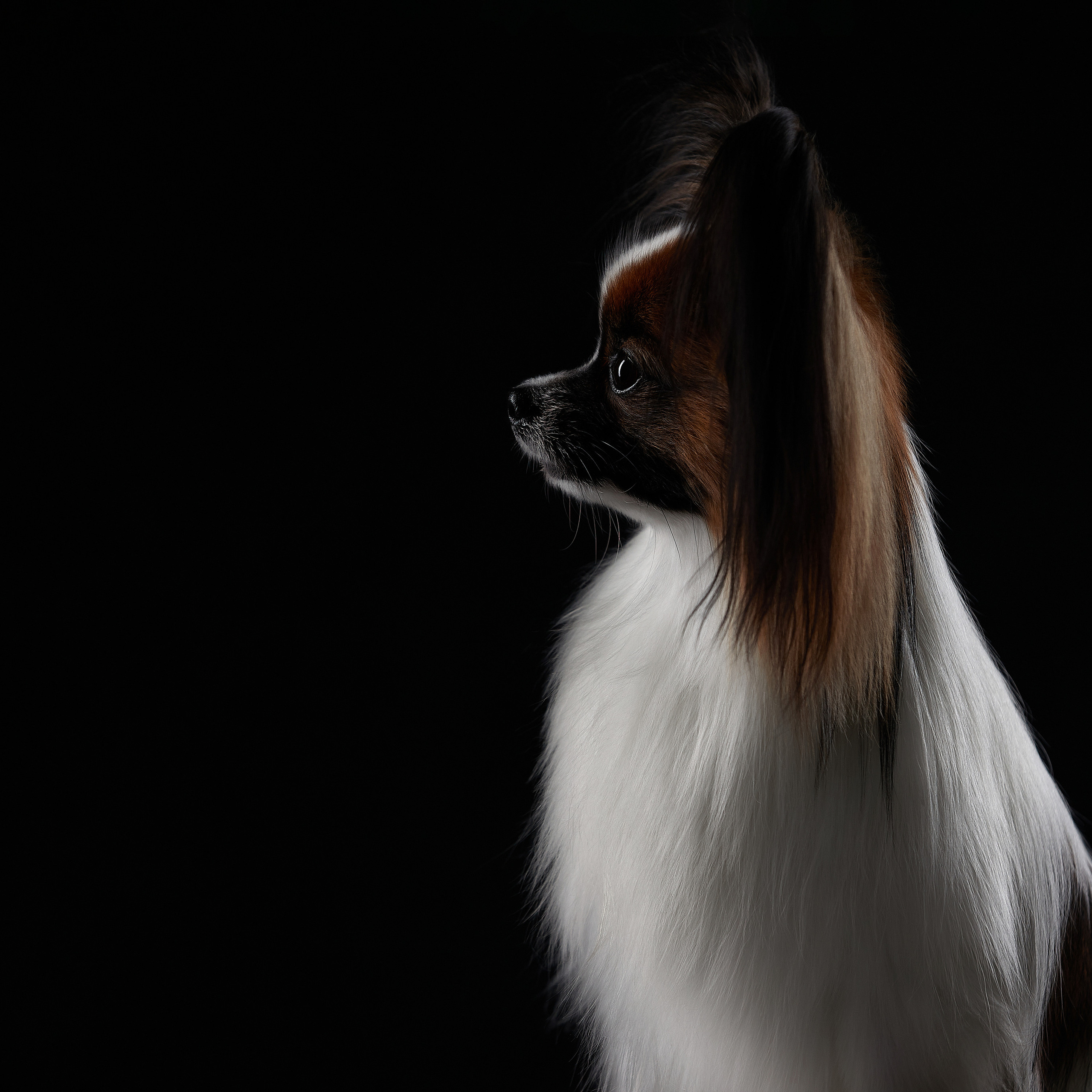 Без лишних слов. Семён. ФОТОГРАФ-АНИМАЛИСТ l LANA POLYAKOVA