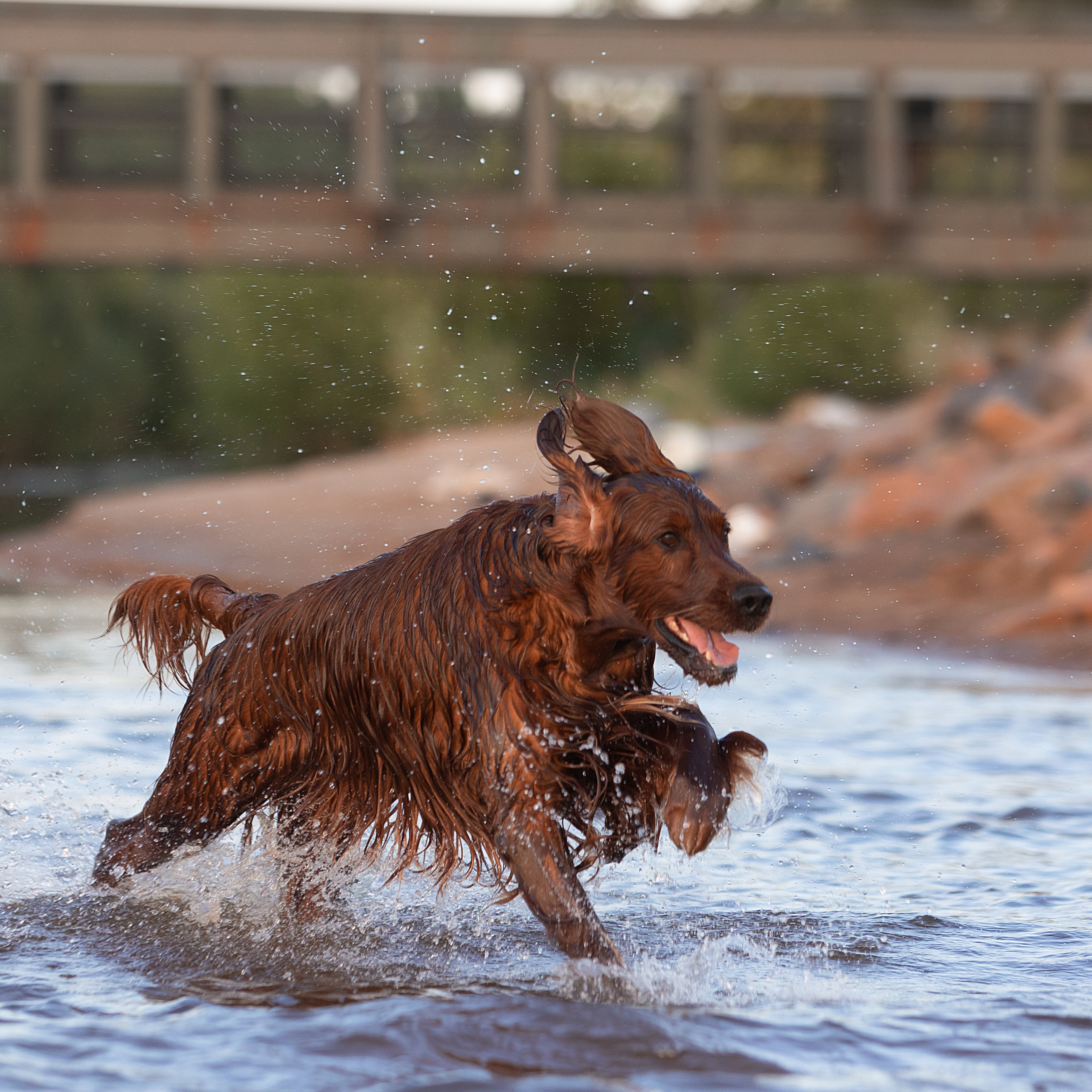 WORK-SHOP 16.07.23 завершён. ФОТОГРАФ-АНИМАЛИСТ l LANA POLYAKOVA