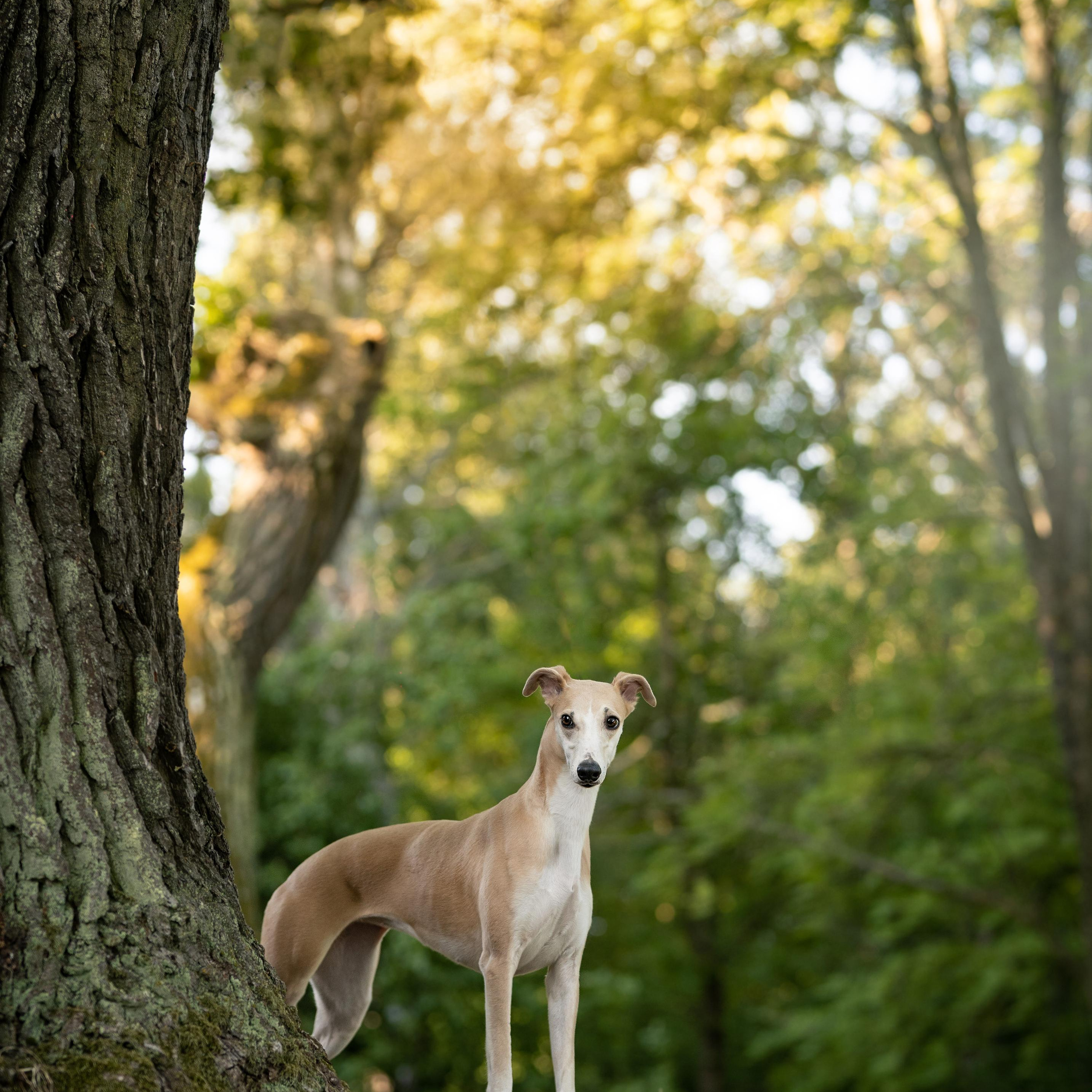WORK-SHOP 16.07.23 завершён. ФОТОГРАФ-АНИМАЛИСТ l LANA POLYAKOVA