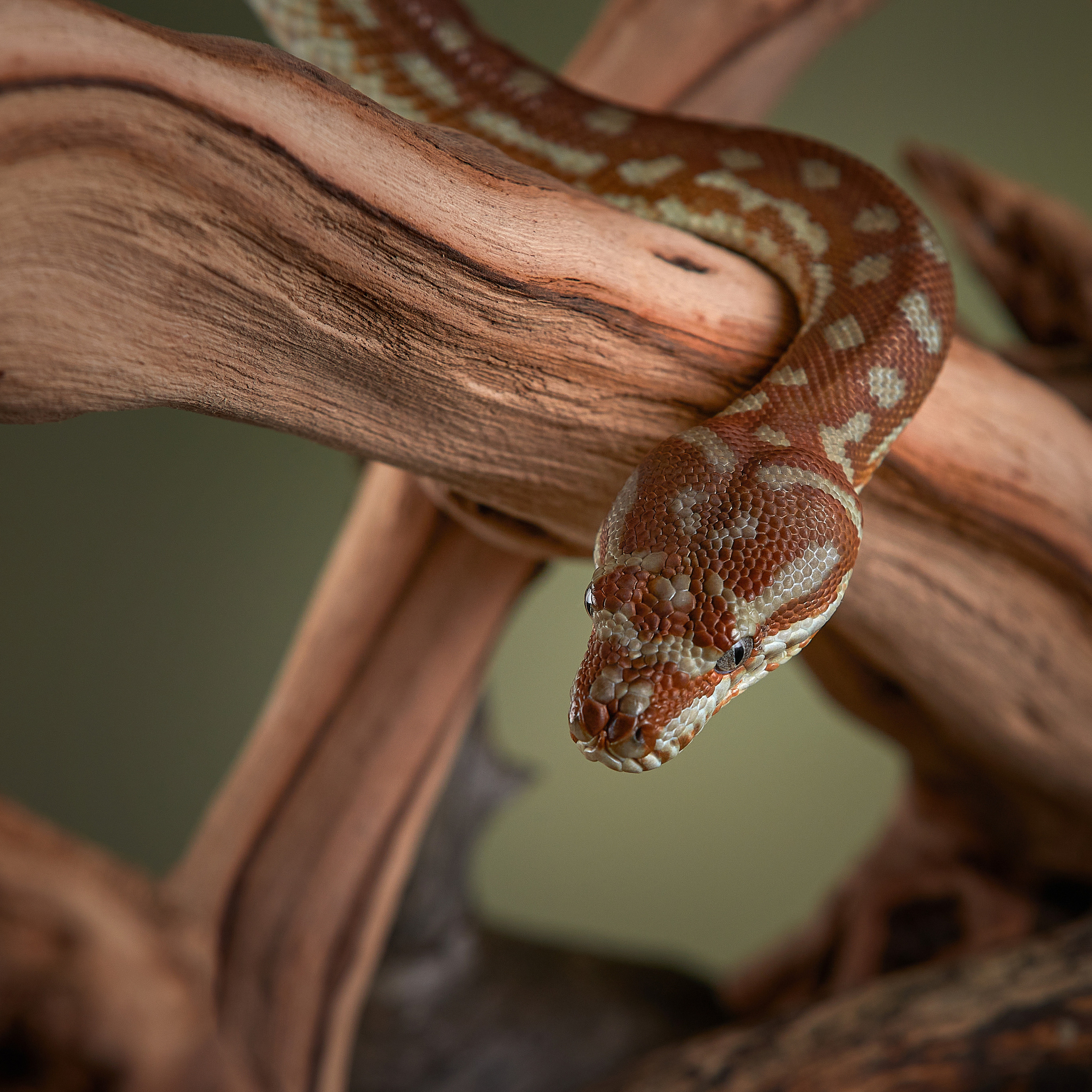 Тайная жизнь твоих соседей. МК по экзотам. ФОТОГРАФ-АНИМАЛИСТ l LANA POLYAKOVA