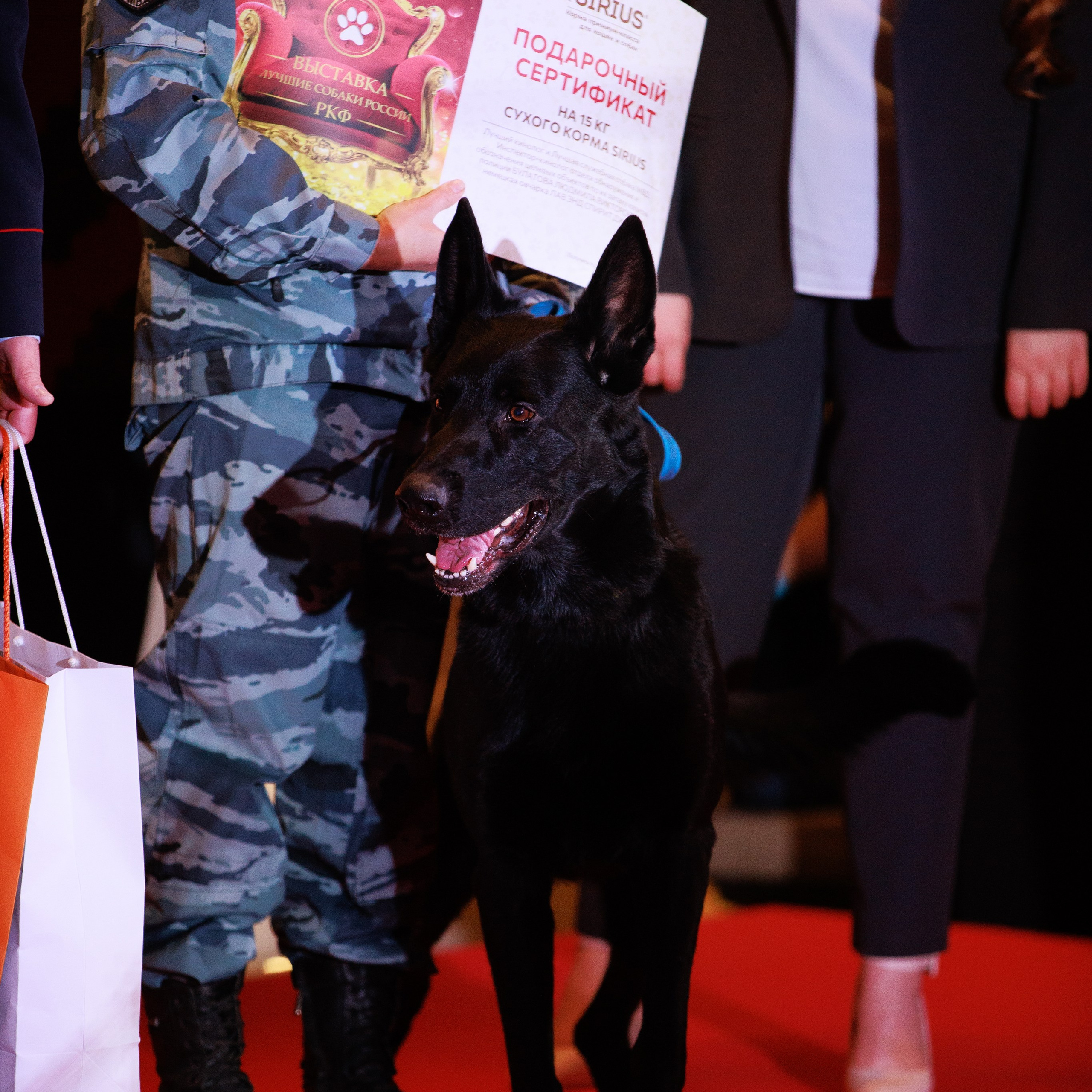 Репортаж с церемонии «BEST RUSSIAN DOG 2024». ФОТОГРАФ-АНИМАЛИСТ l LANA POLYAKOVA