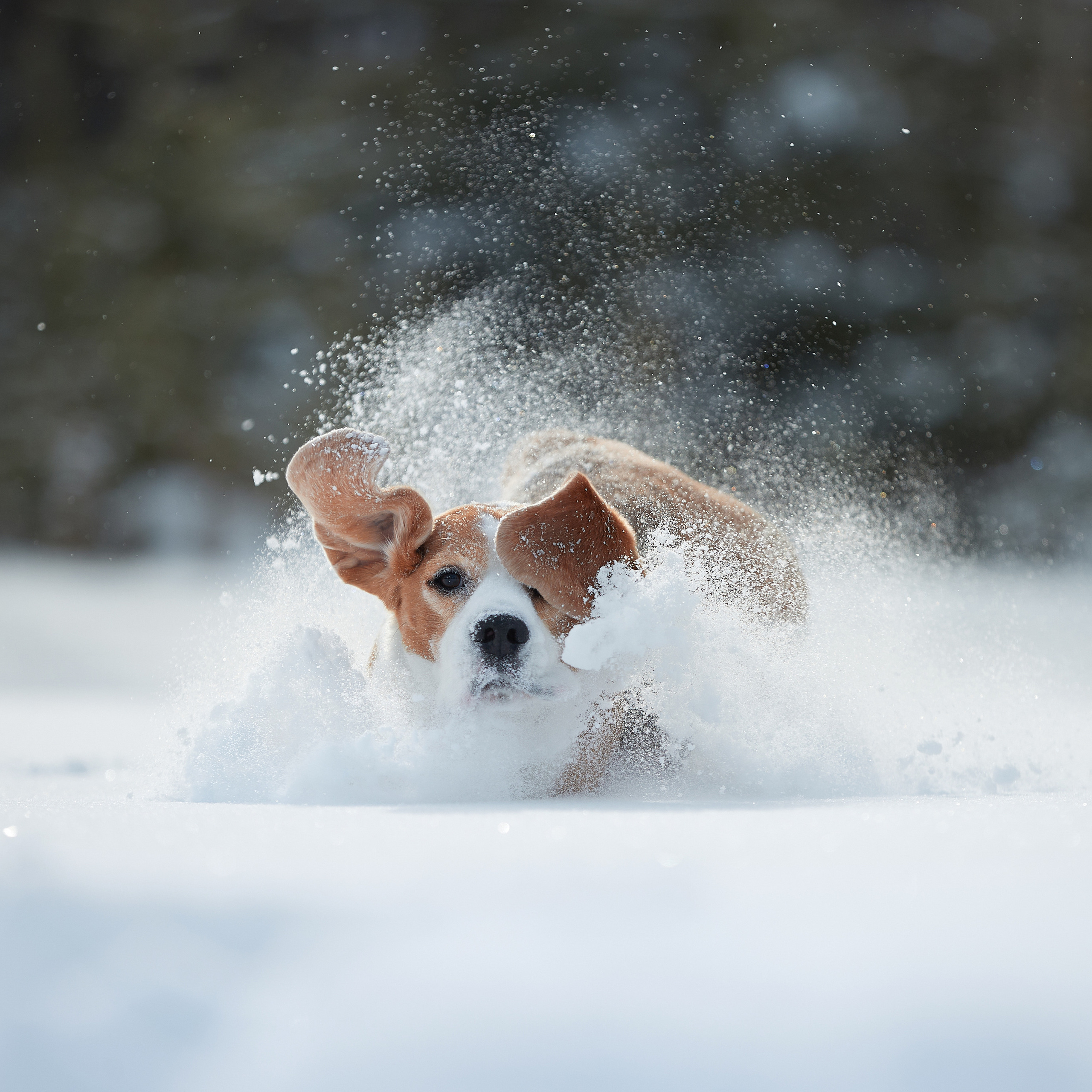 Зимний Workshop и фотосъемки на Байкале. ФОТОГРАФ-АНИМАЛИСТ l LANA POLYAKOVA